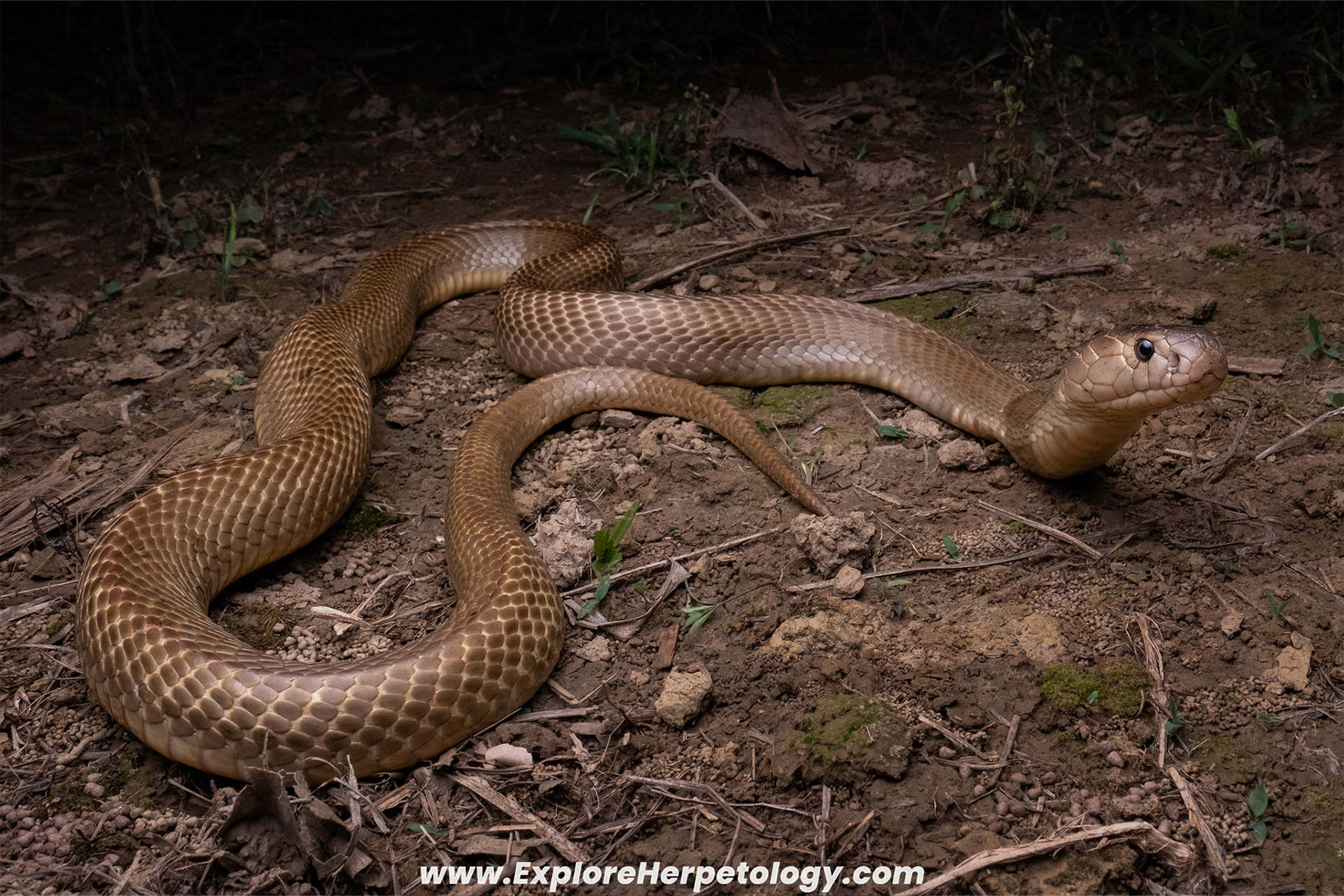 Chinese cobra (Naja atra).