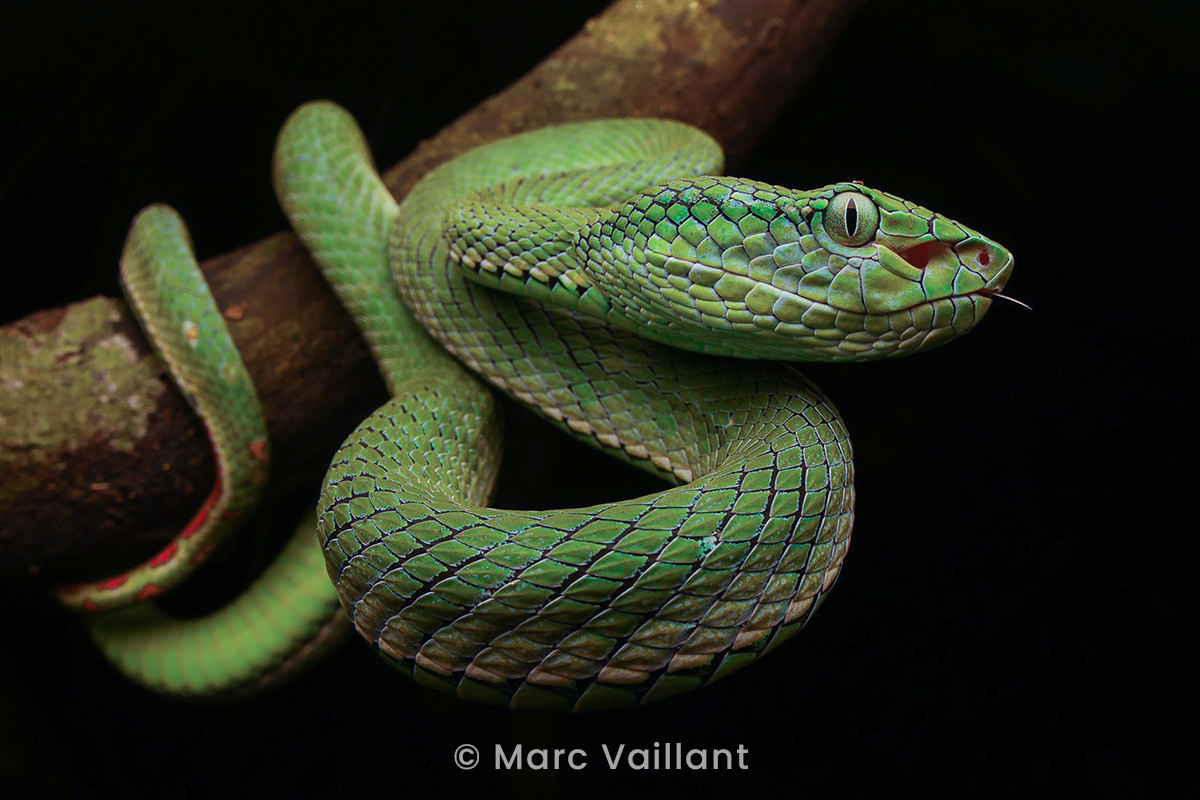 Hagen's pit viper (Trimeresurus hageni).