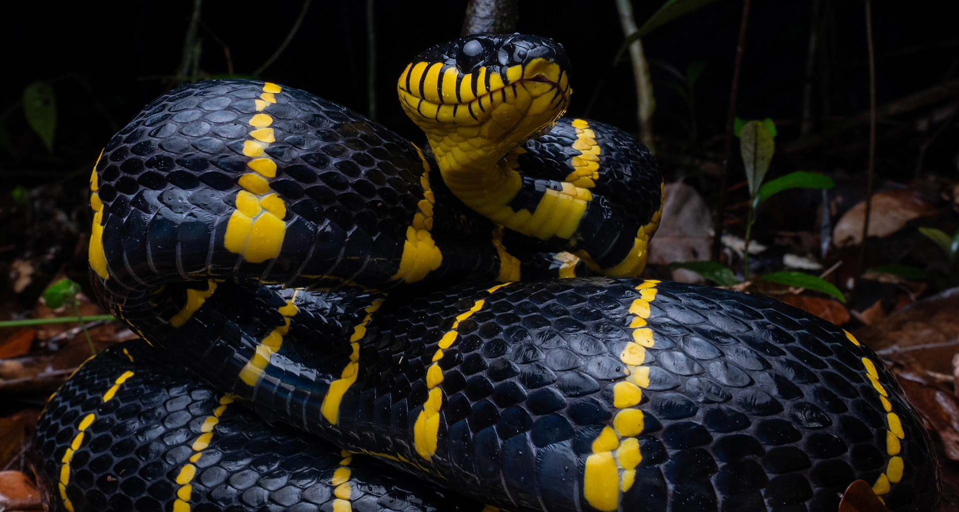 Mangrove cat snake (Boiga melanota).