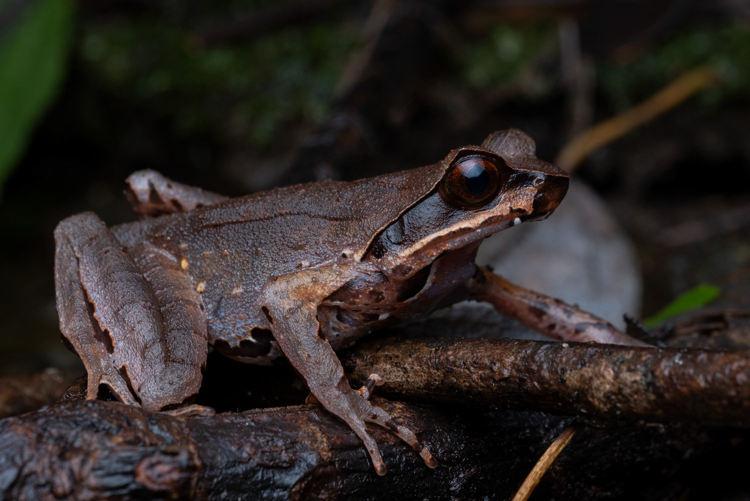 White-lipped horned frog (Megophrys major).