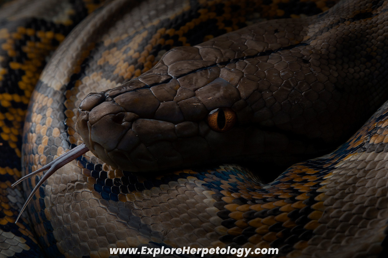 Reticulated python (Malayopython reticulatus).