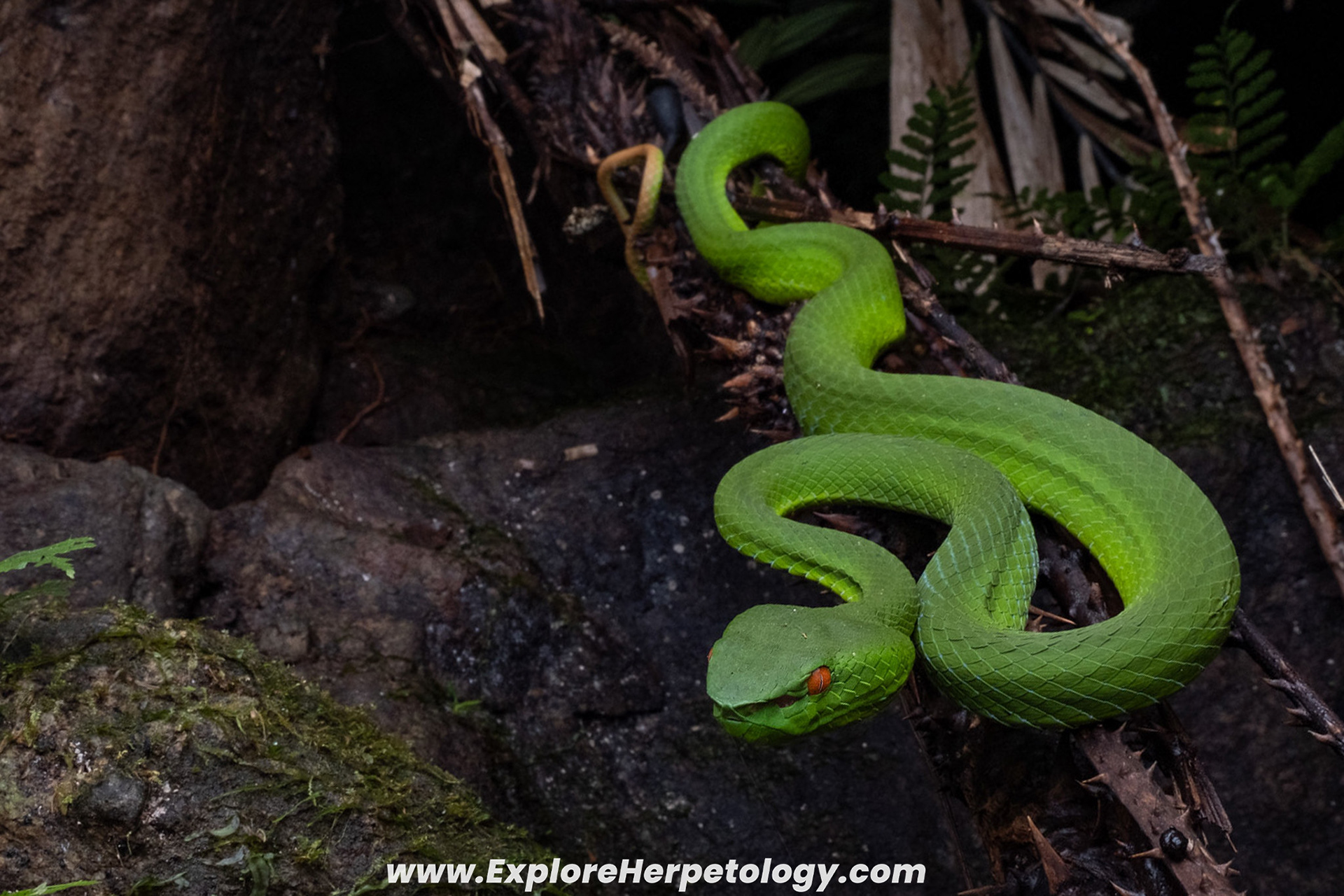 Female Lake Toba pit viper (Trimeresurus sabahi toba).