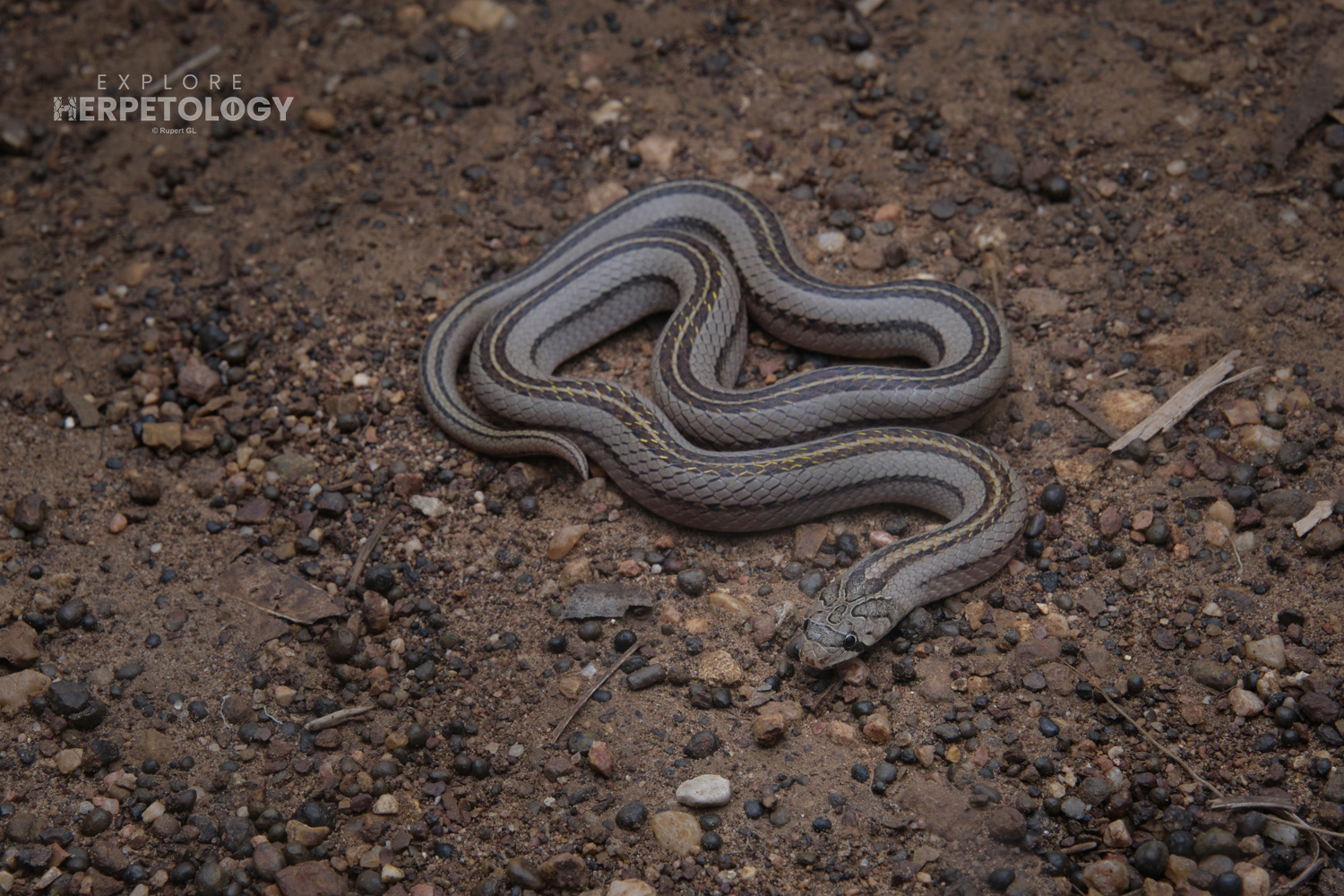 striped kukri snake (Oligodon taeniatus).