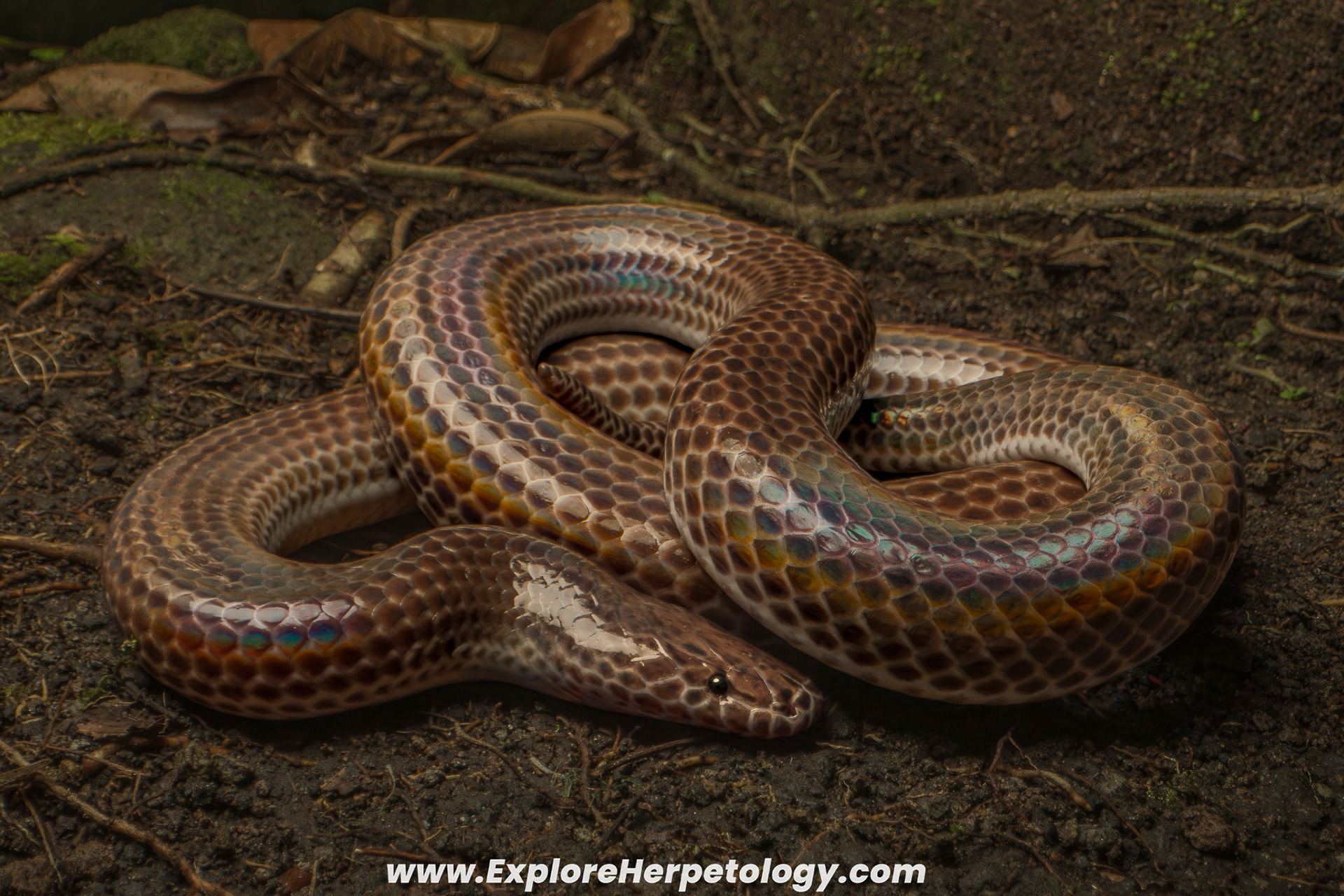 Sunbeam snake (Xenopeltis unicolor).