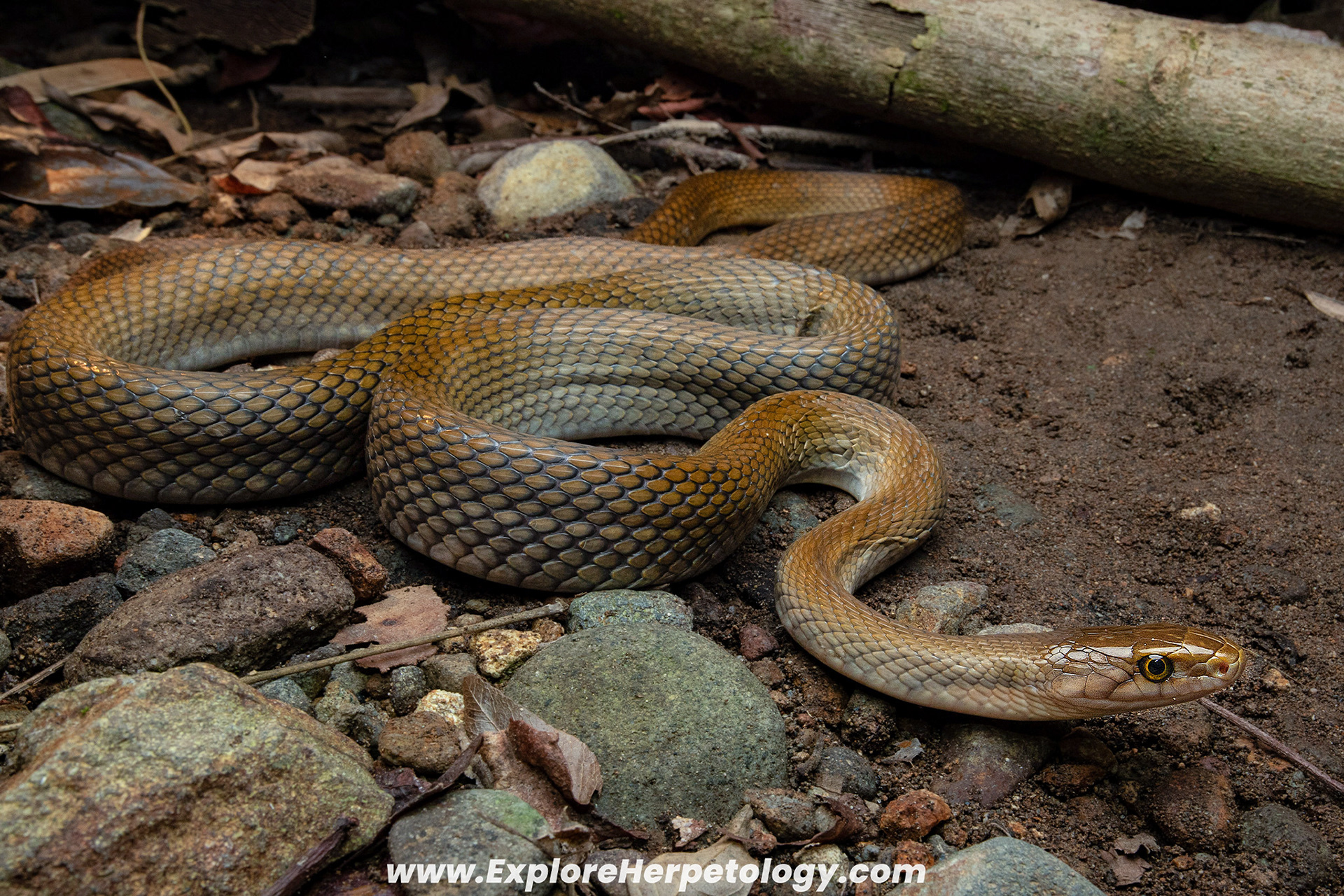 Luzon ratsnake (Coelognathus e. manillensis).