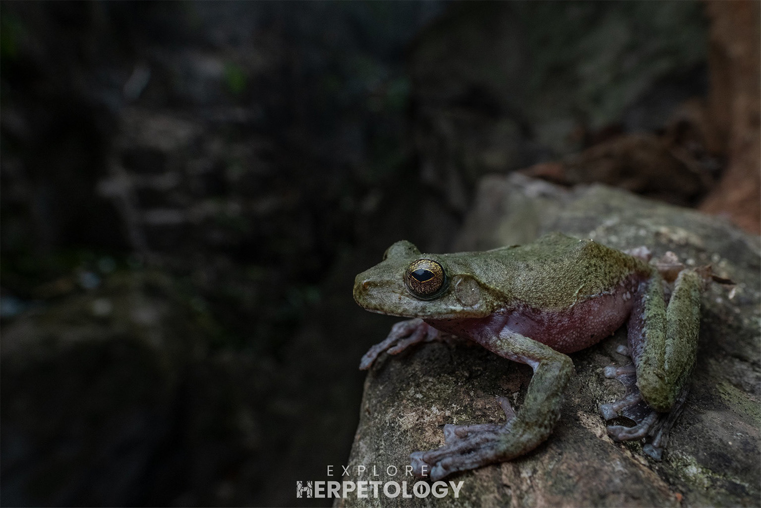 Cave flying frog (Rhacophorus spelaeus)
