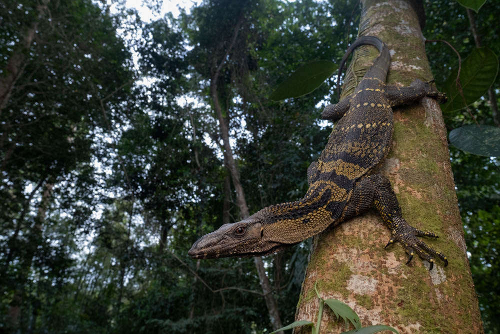 Rough-necked monitor (Varanus rudicollis) from southern Thailand.