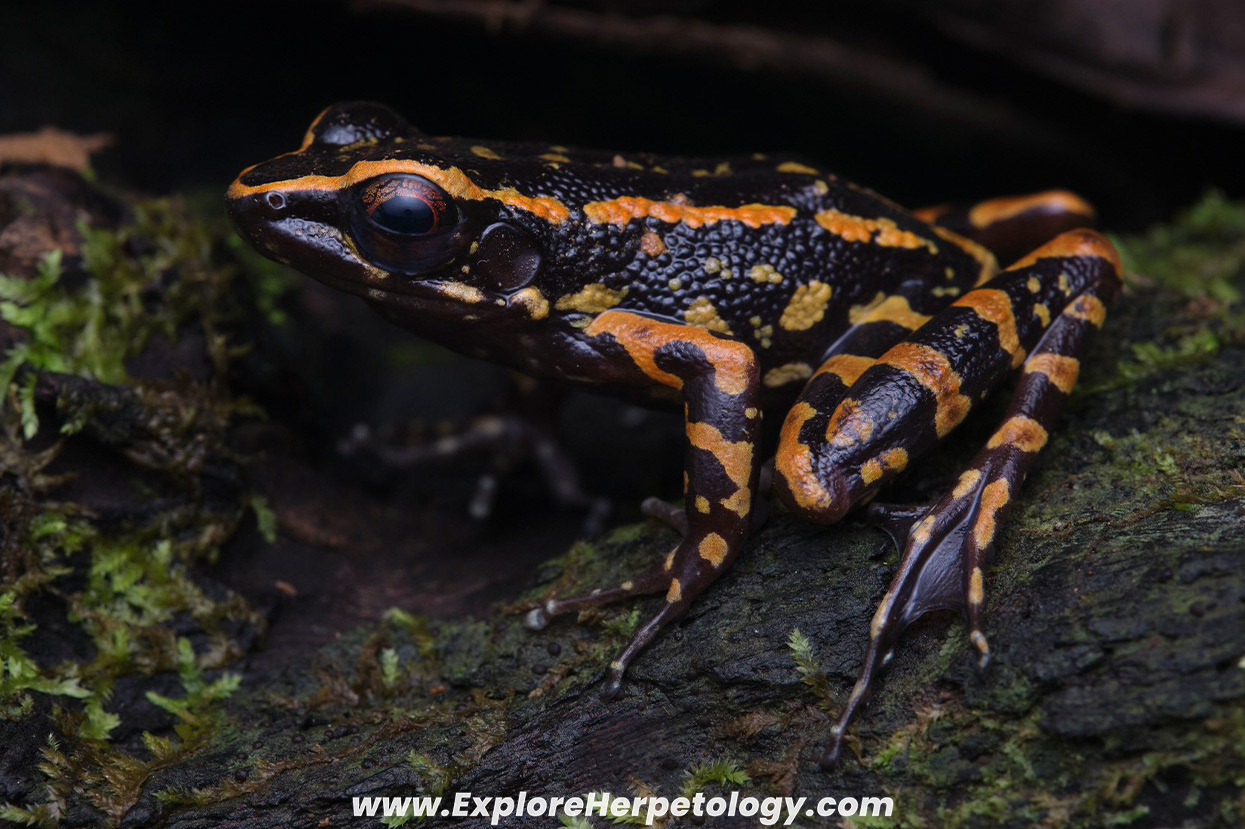Sunda beautiful frog (Pulchrana sundabarat).