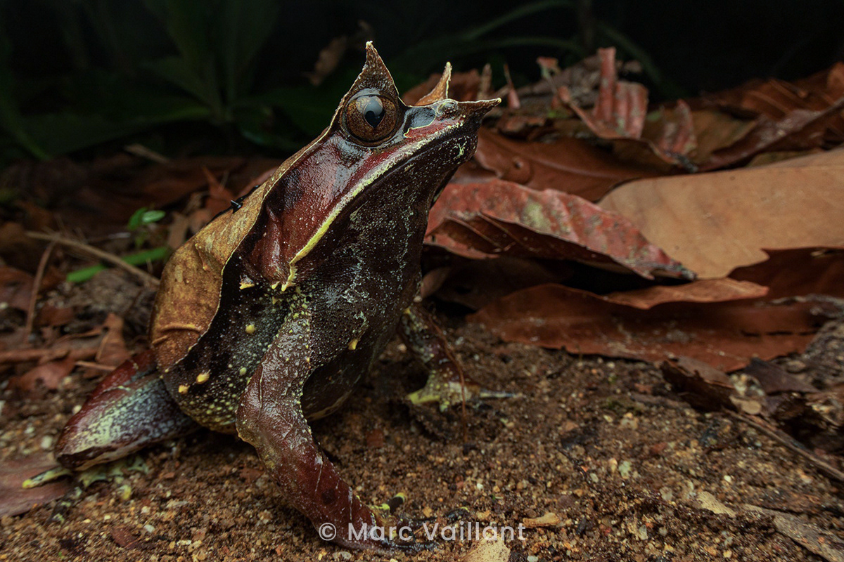 Long-nosed horned frog (Pelobatrachus nasuta).