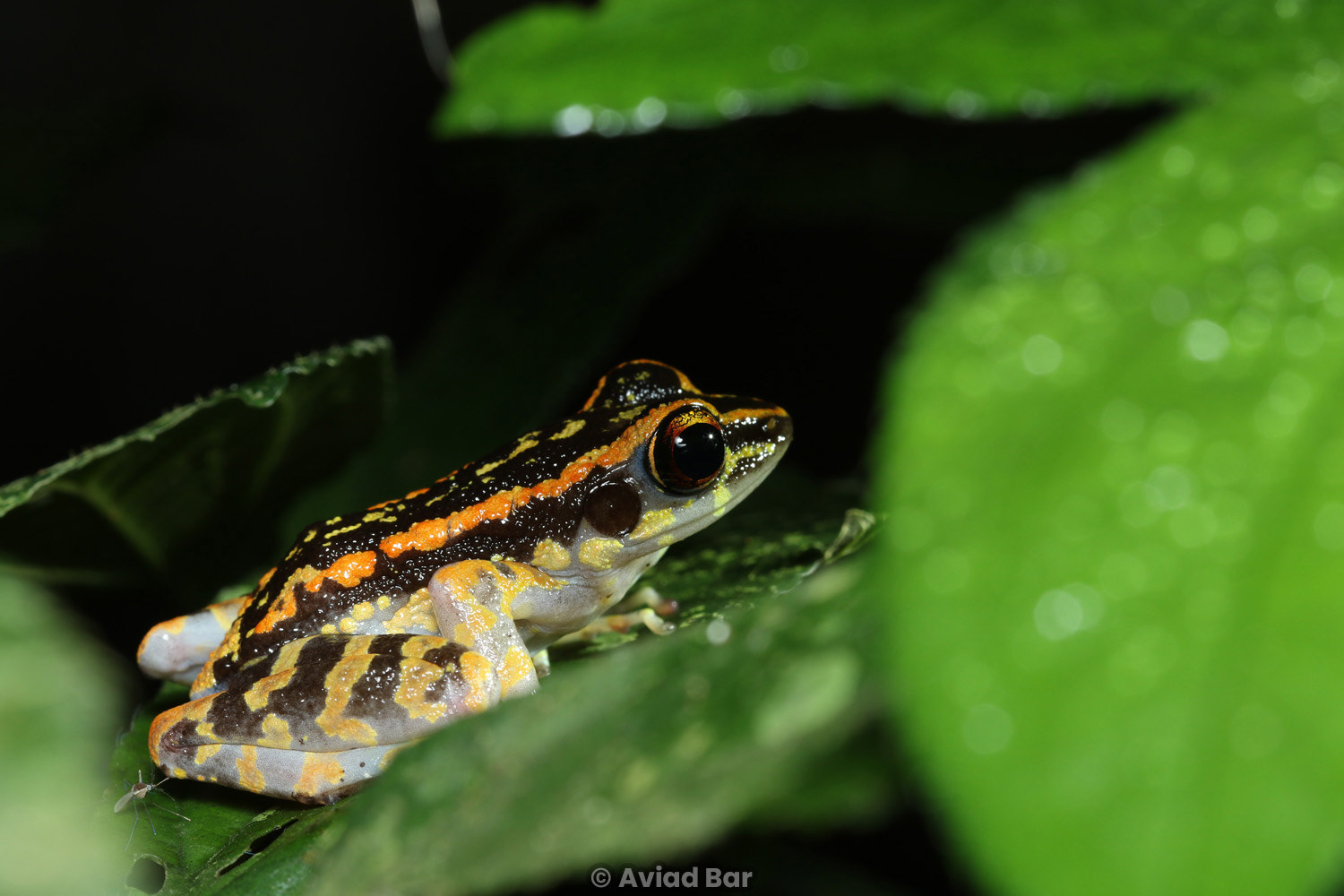 Sunda beautiful frog (Pulchrana sundabarat).