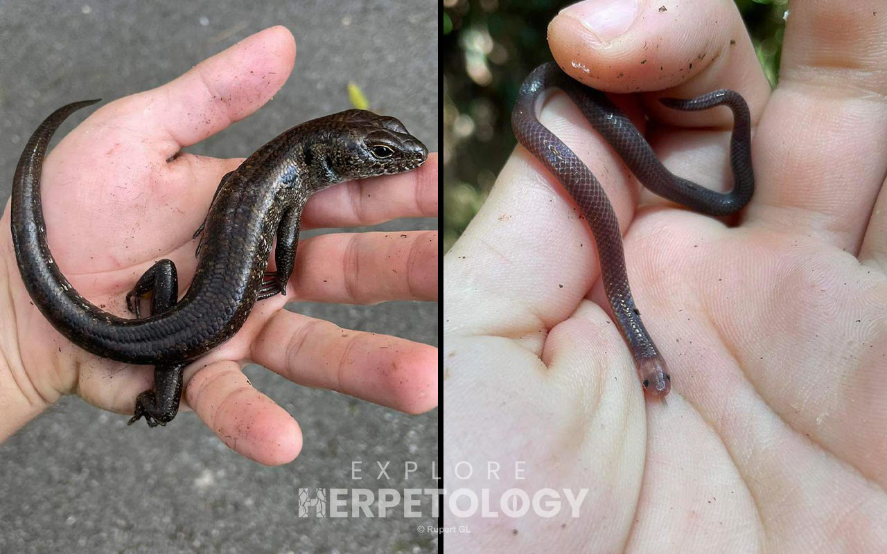 Left: Sphenomorphus praesignis. Right: Calamaria schlegeli