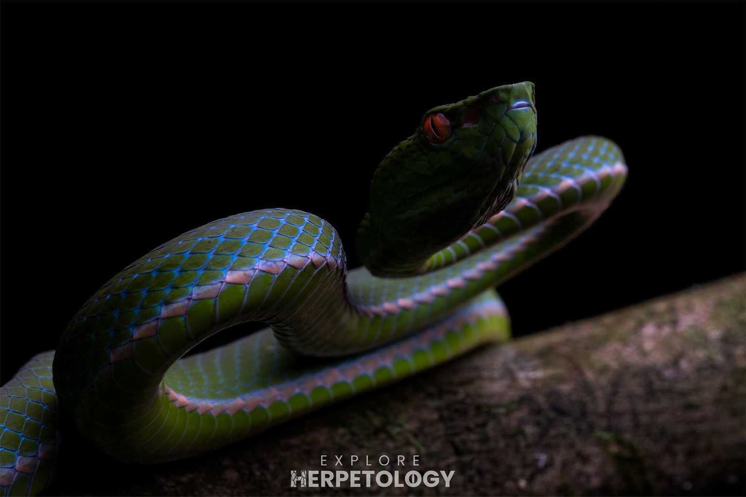 Lake Toba pit viper (Trimeresurus sabahi toba)