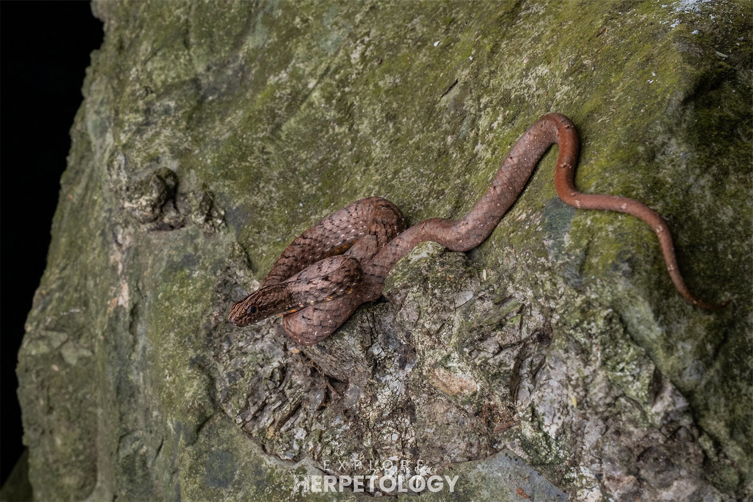 Mock viper (Psammodyanstes pulverulentus)