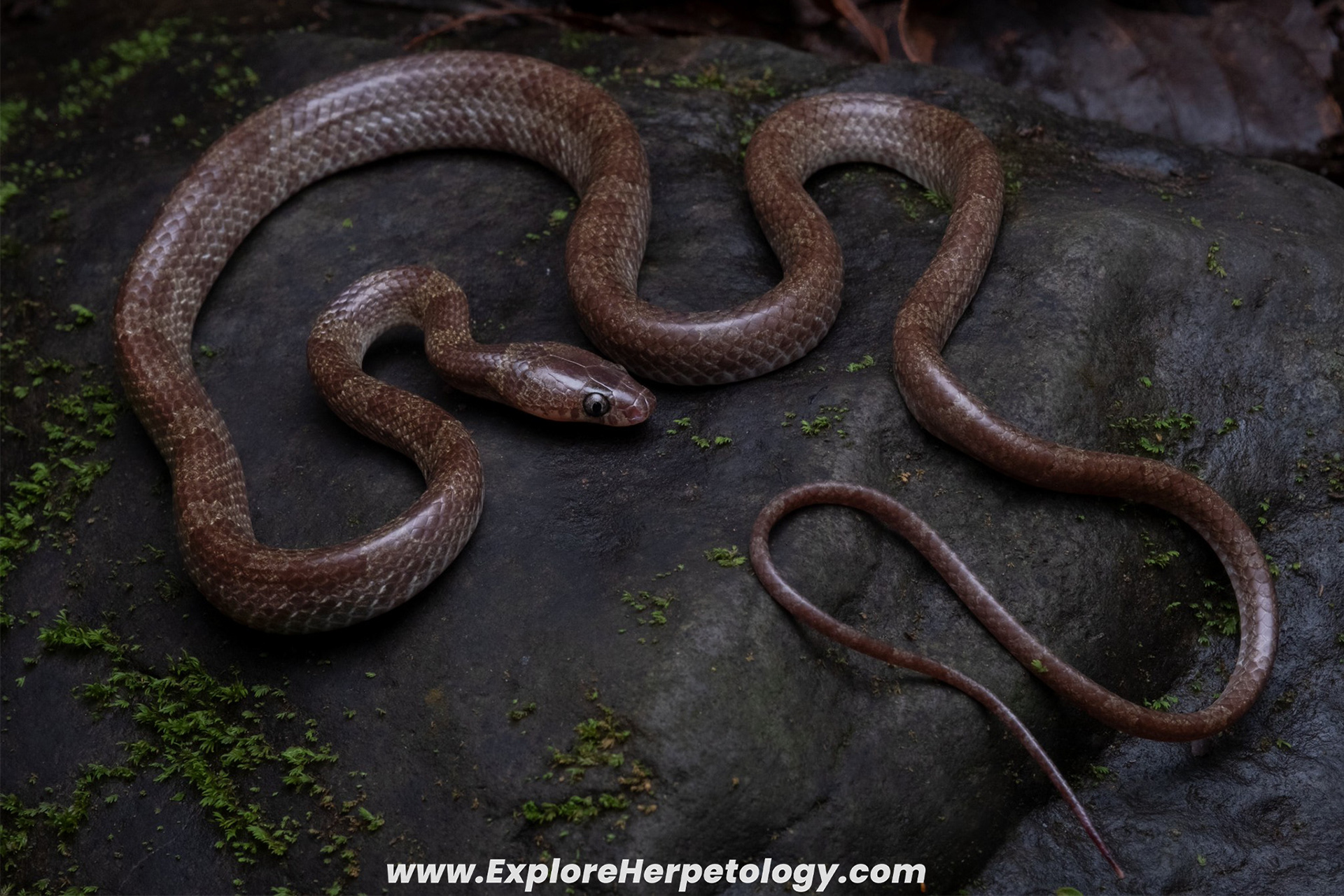 Batanes wolf snake (Lycodon alcalai).