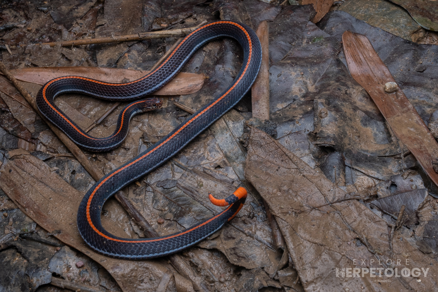 Striped coral snake (Calliophis bivirgata)
