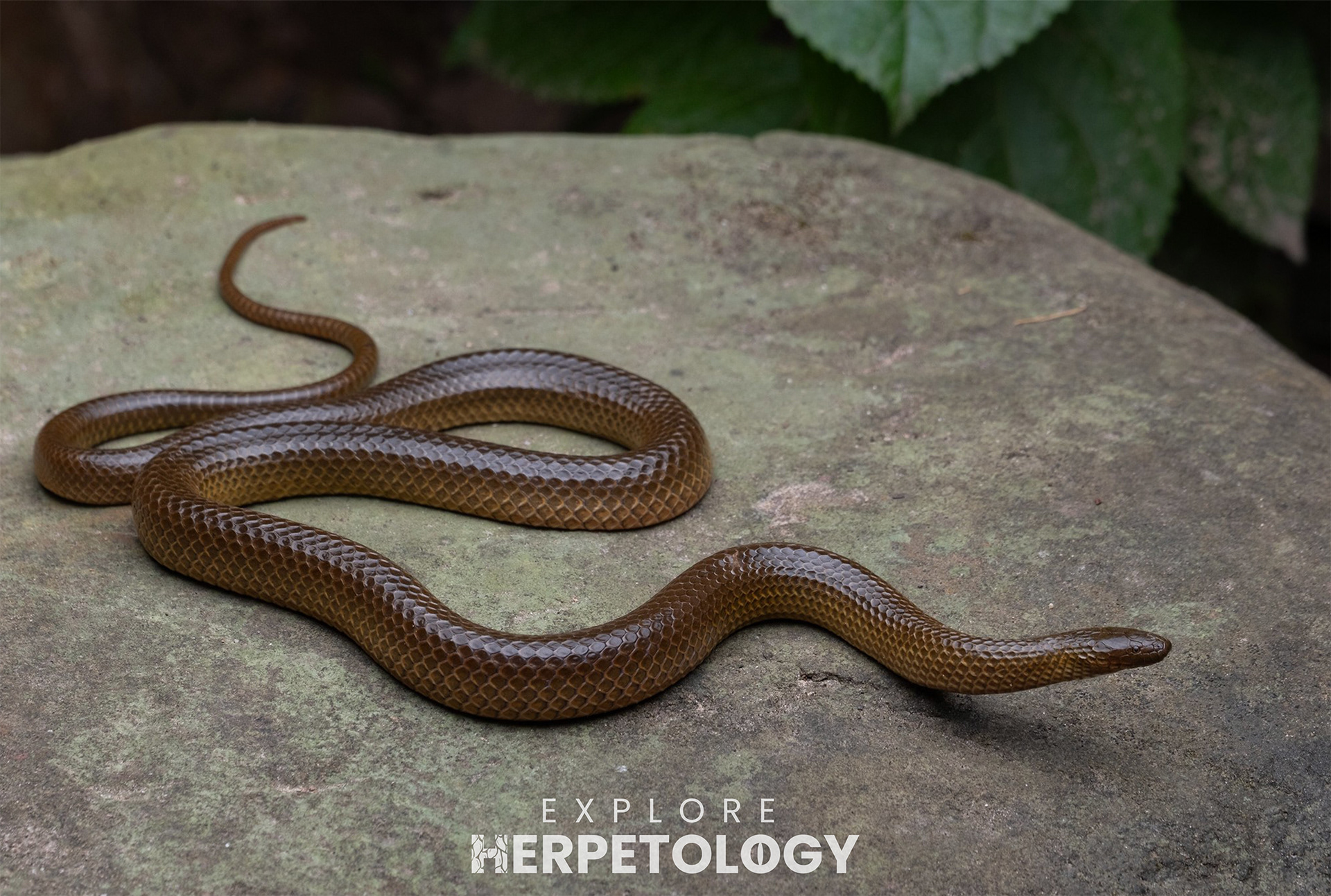 Opisthotropis spenceri