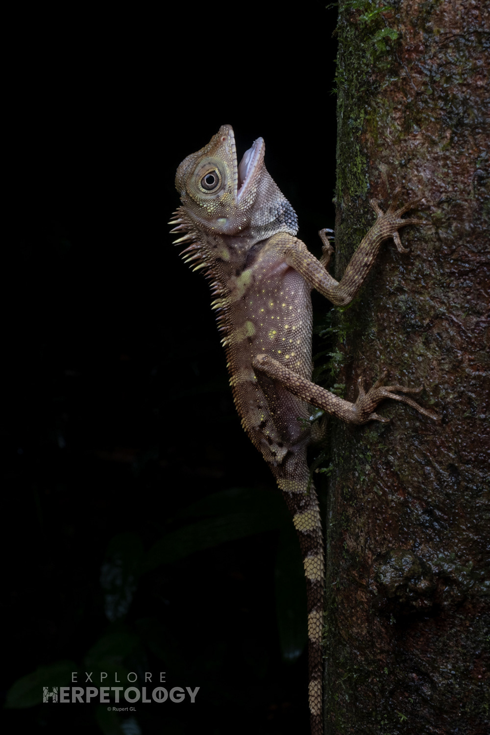 Bell's angle-headed lizard (Gonocephalus belli)