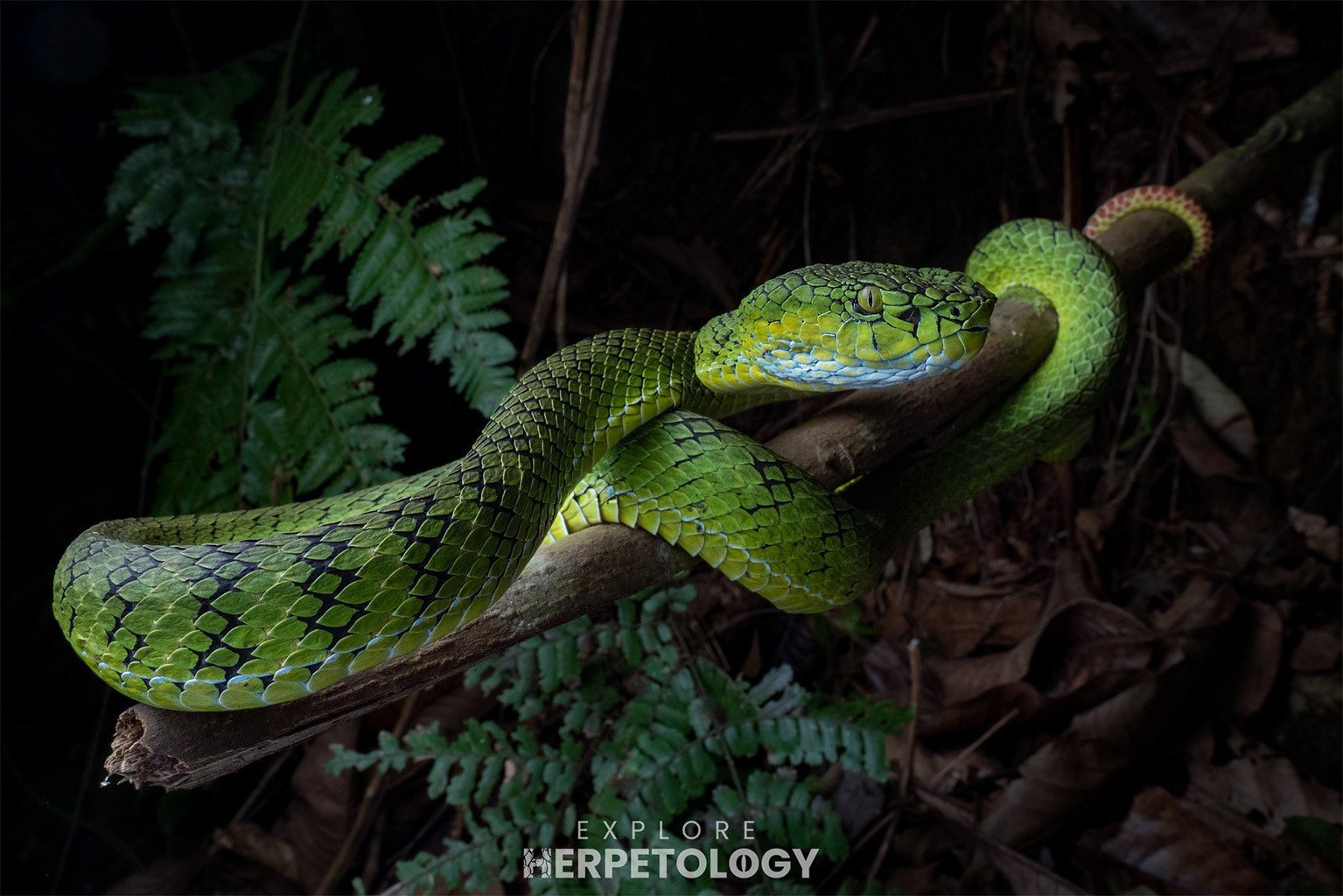 Gunalen's pit viper (Trimeresurus gunaleni)