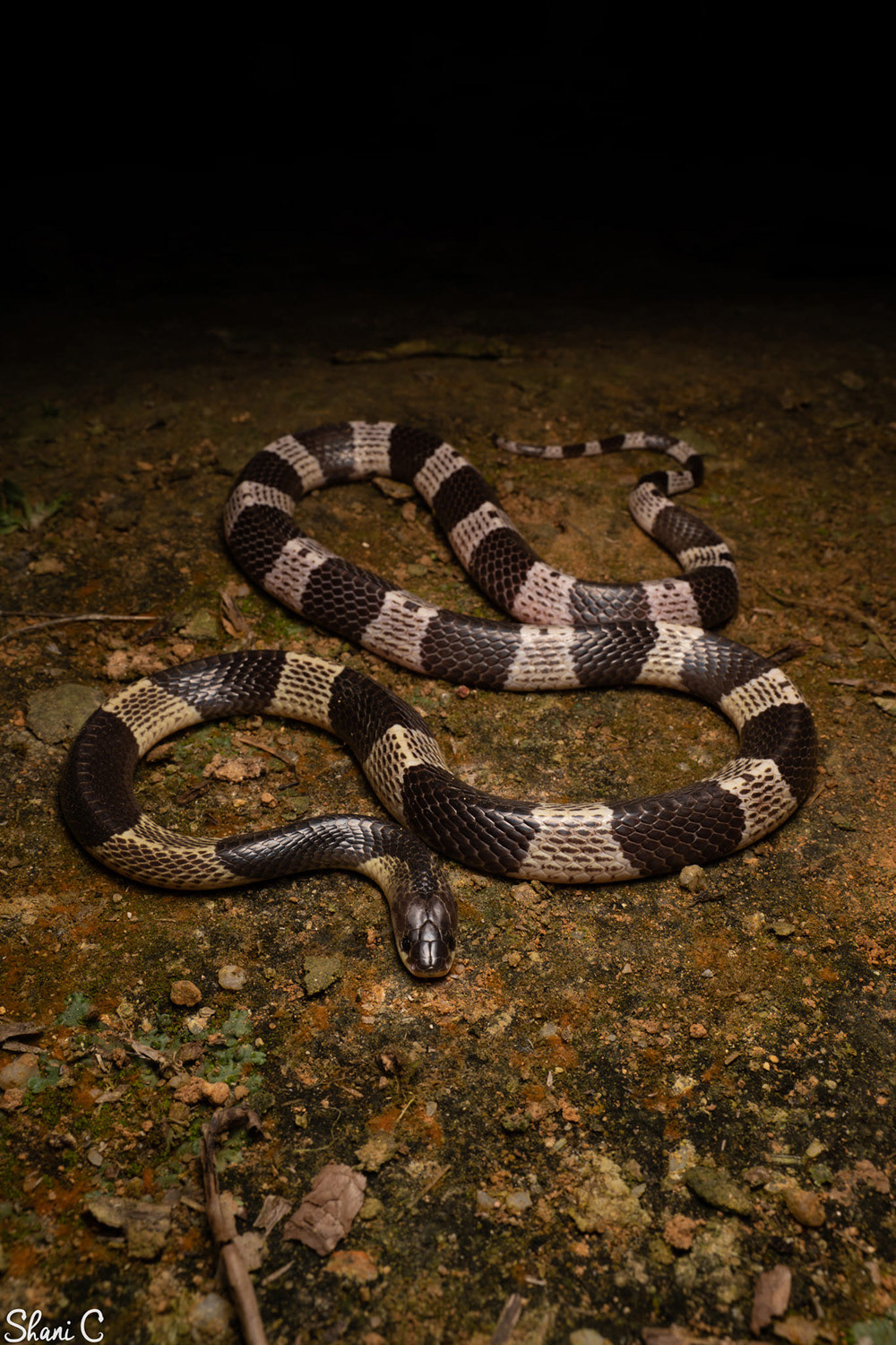Adult Malayan krait (Bungarus candidus).,