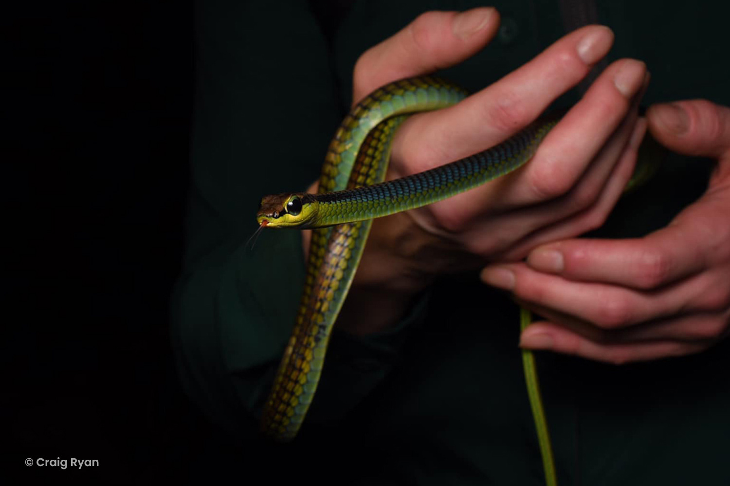 Elegant bronzeback (Dendrelaphis formosa).