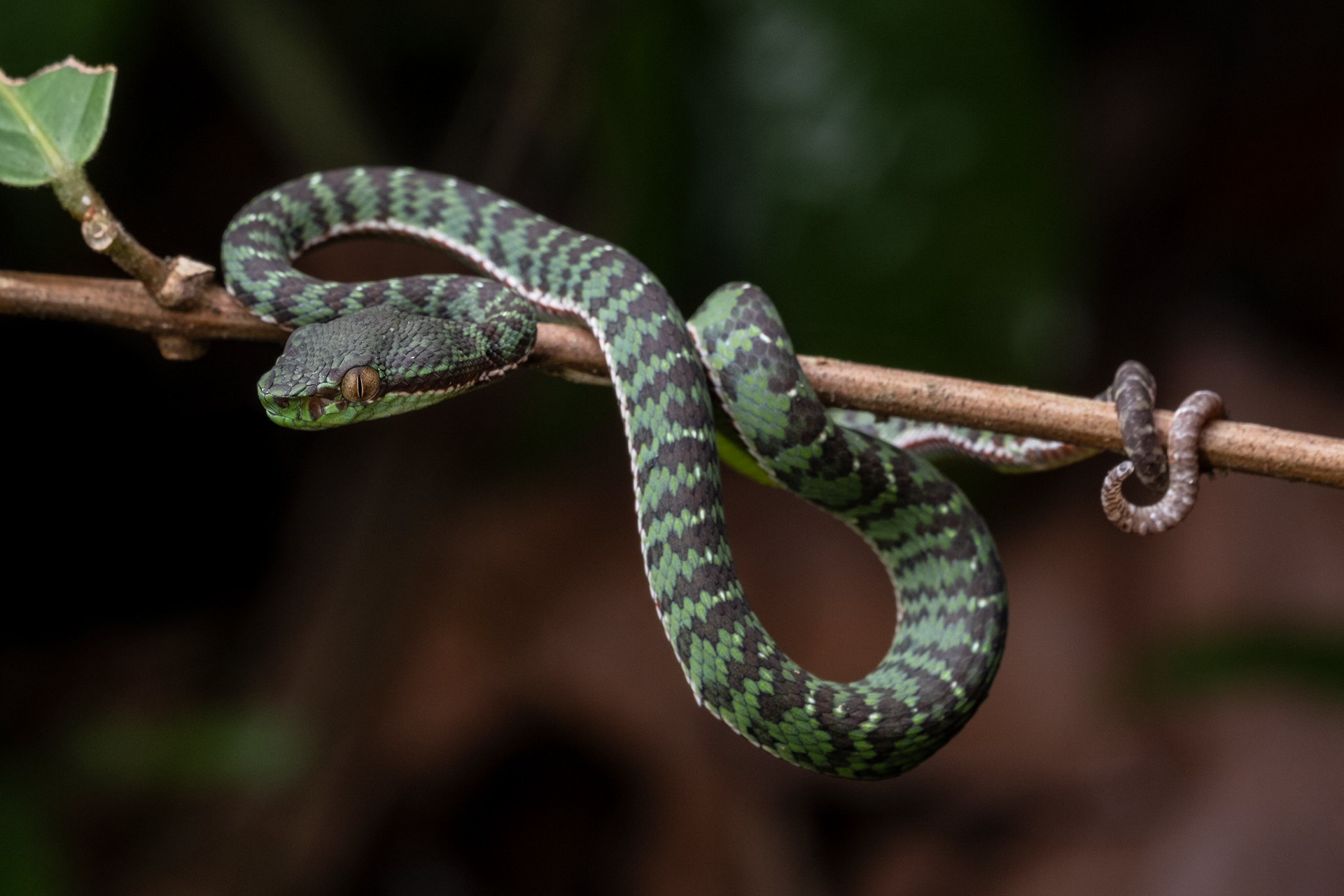 Phuket pit viper (Trimeresurus phuketensis)