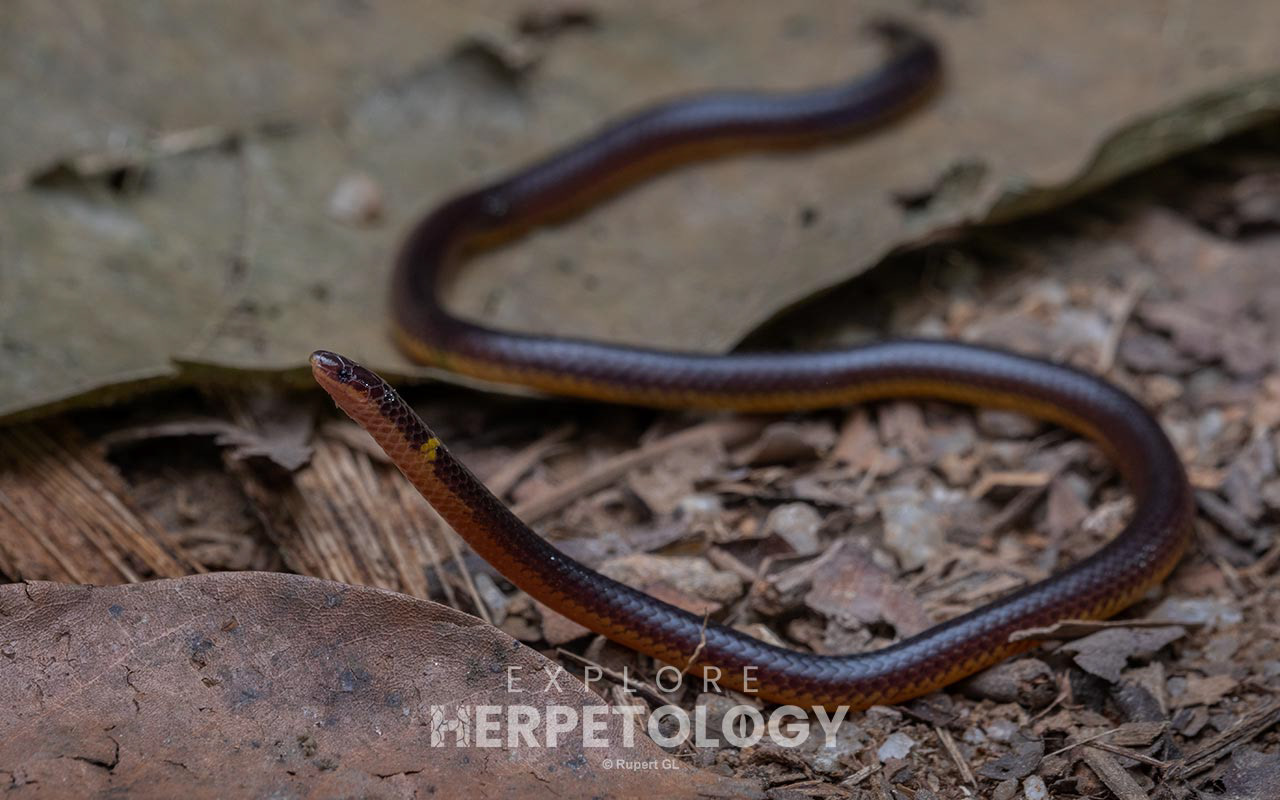 Low's reed snake (Calamaria lovii)