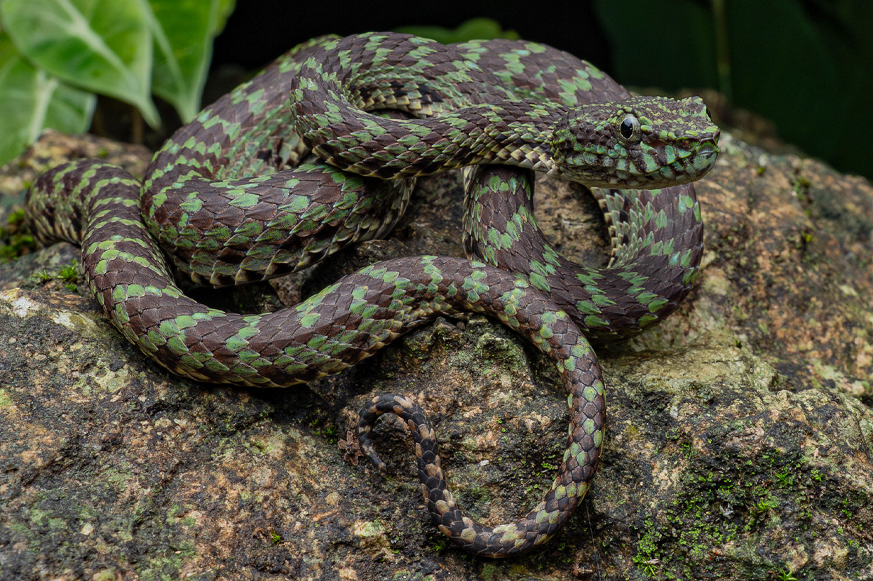 Limestone eyelash pit viper (Trimeresurus ciliaris)