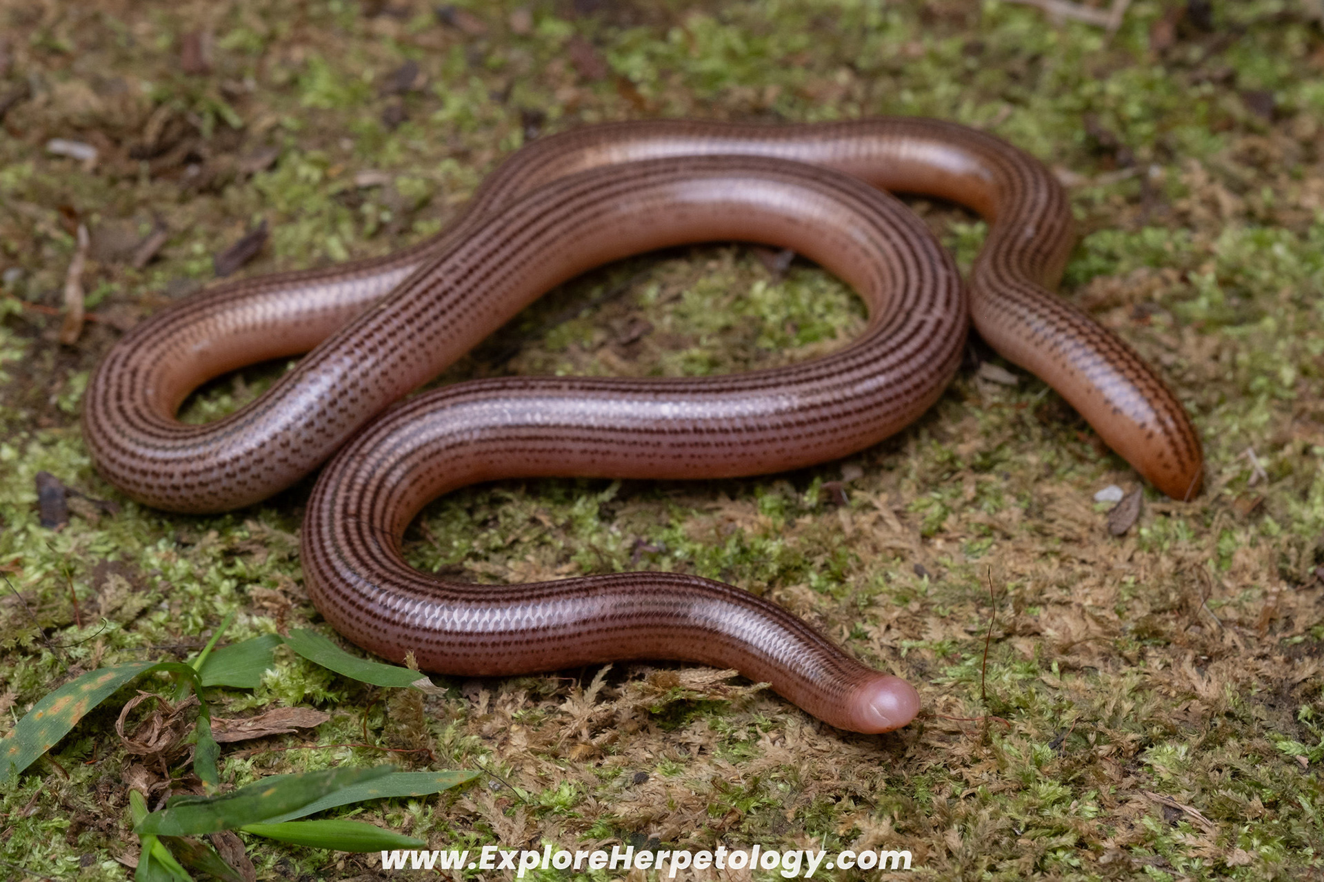 Lined blind snake (Ramphotyphlops lineatus).