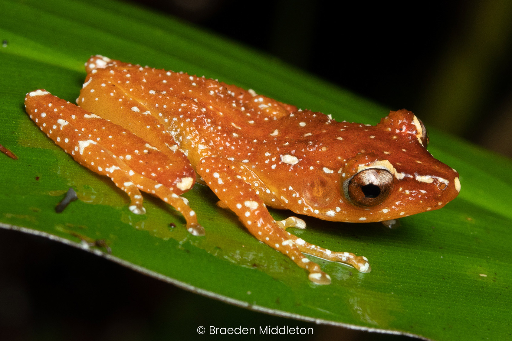 Cinnamon frog (Nyctixalus pictus).