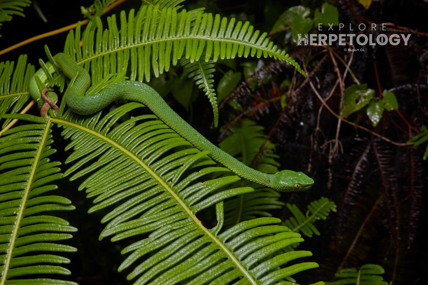 Siamese peninsula pit-viper (Trimeresurus sabahi/fucatus)