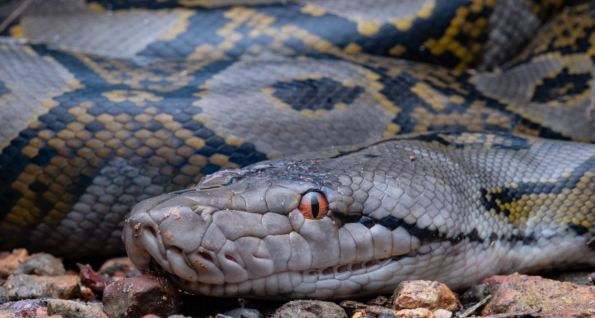 Reticulated python (Malayopython reticulatus).