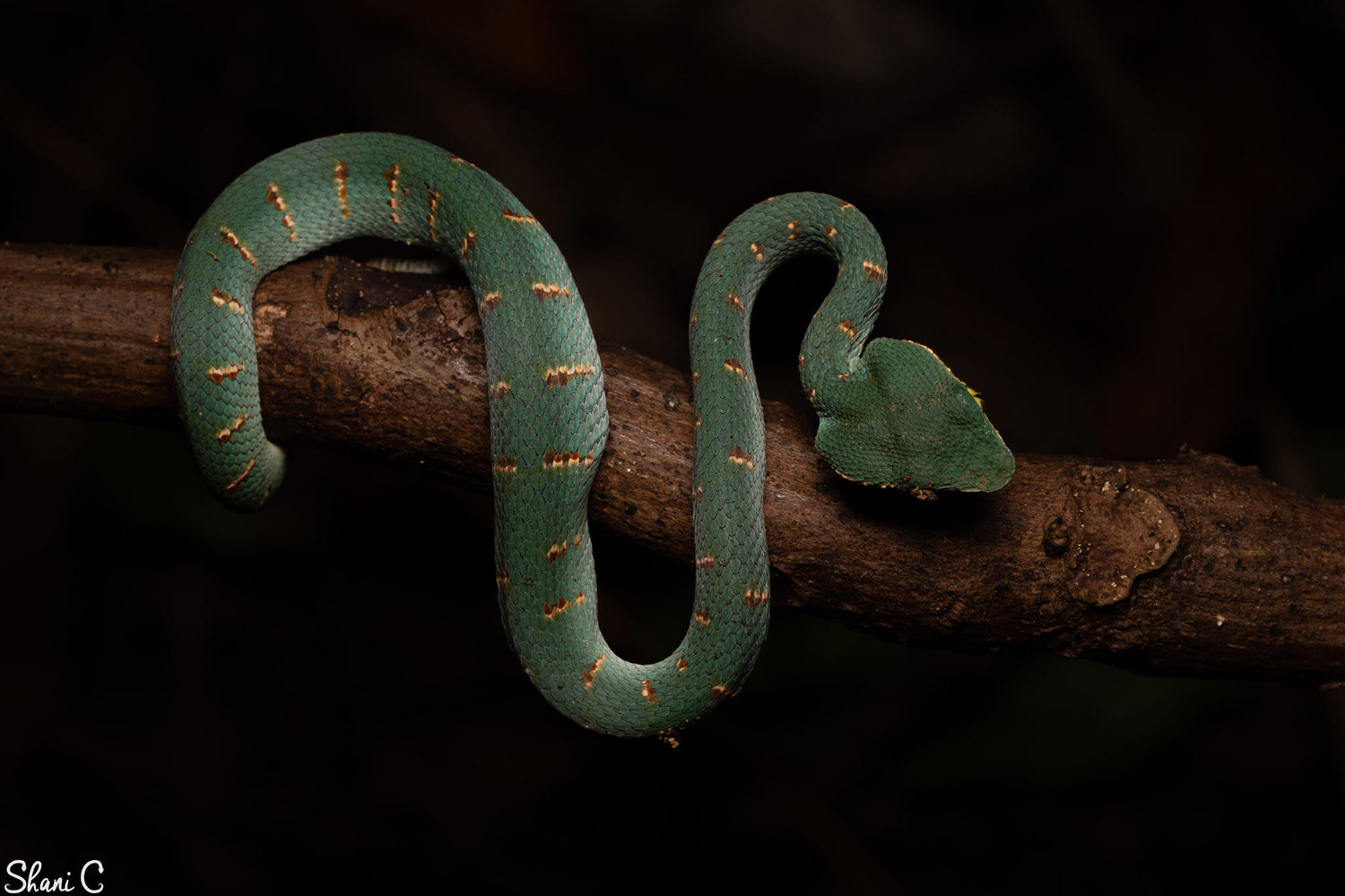 Juvenile female Wagler's pit viper (Tropidolaemus wagleri).