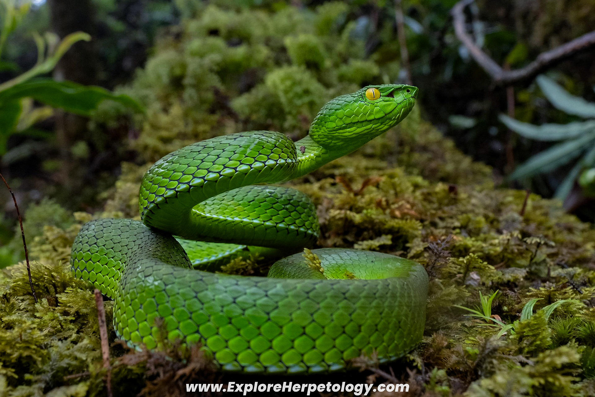 Gumprecht's pit viper (Trimeresurus gumprechti). 