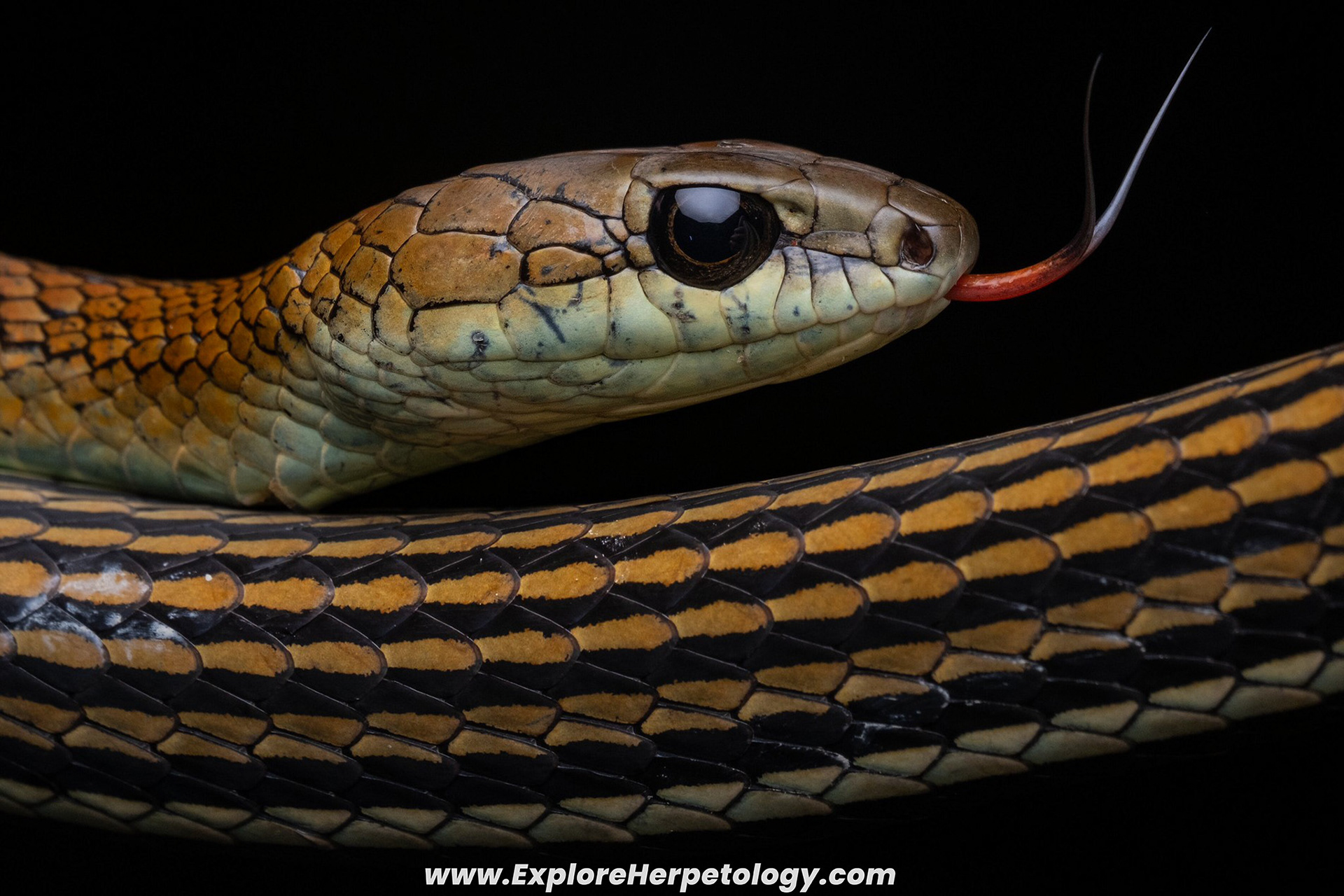 Striped bronzeback (Dendrelaphis caudolineatus).