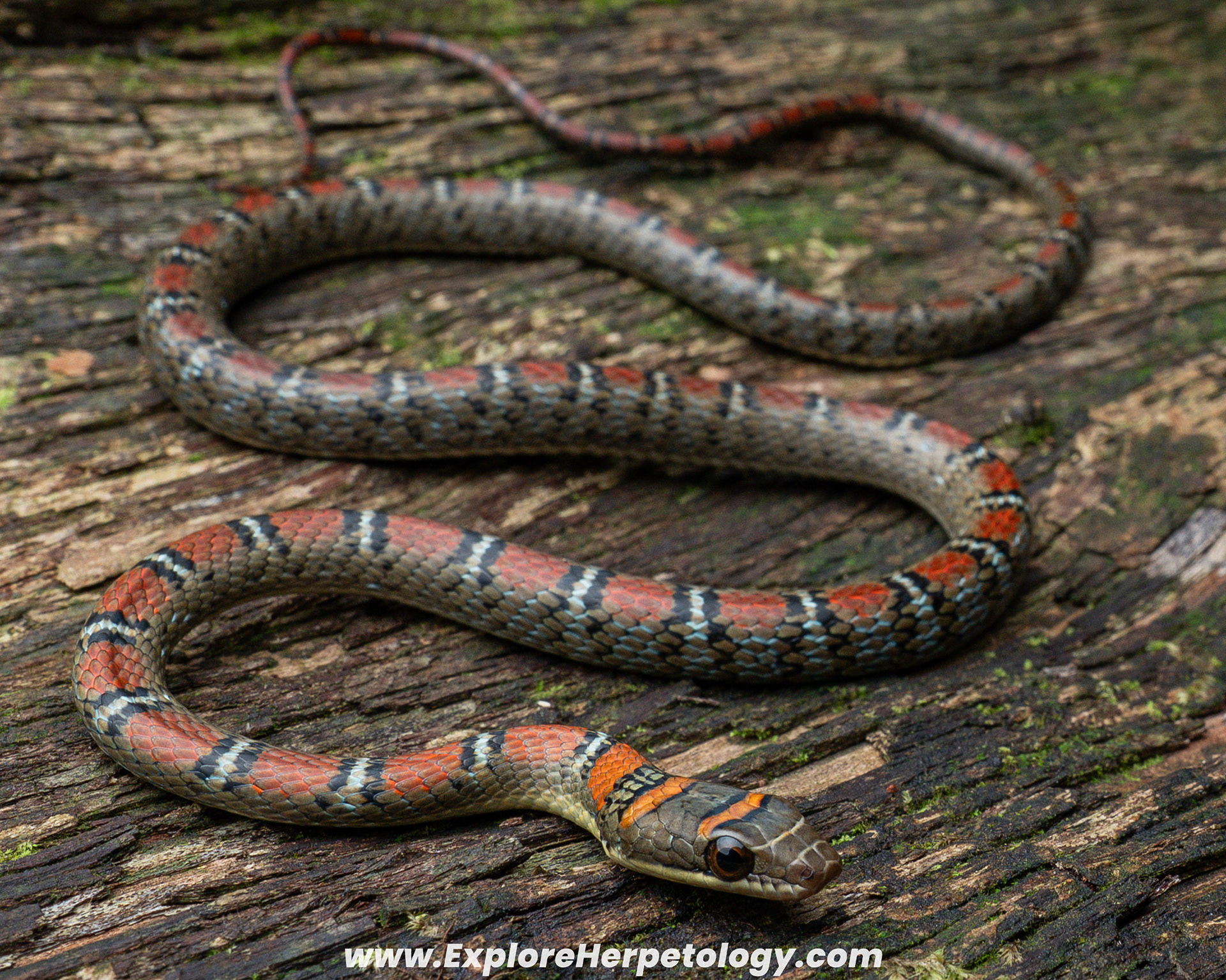 Twin-barred flying snake (Chrysopelea pelias).