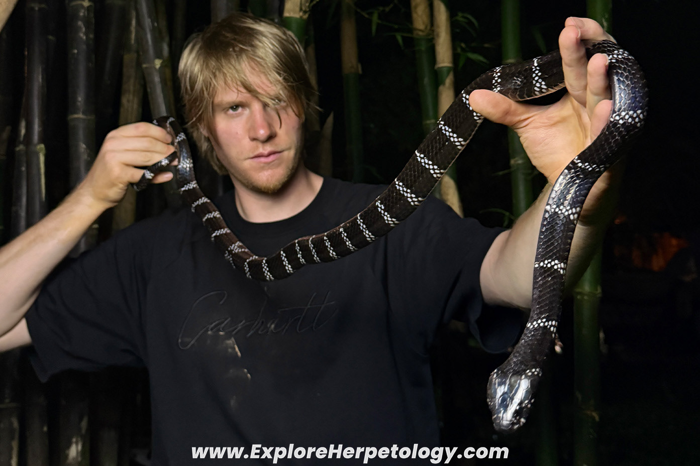 Red River krait (Bungarus slowinskii).