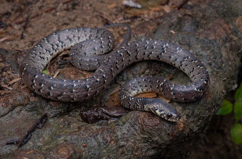 Mountain slug snake (Pareas cf. macularius)