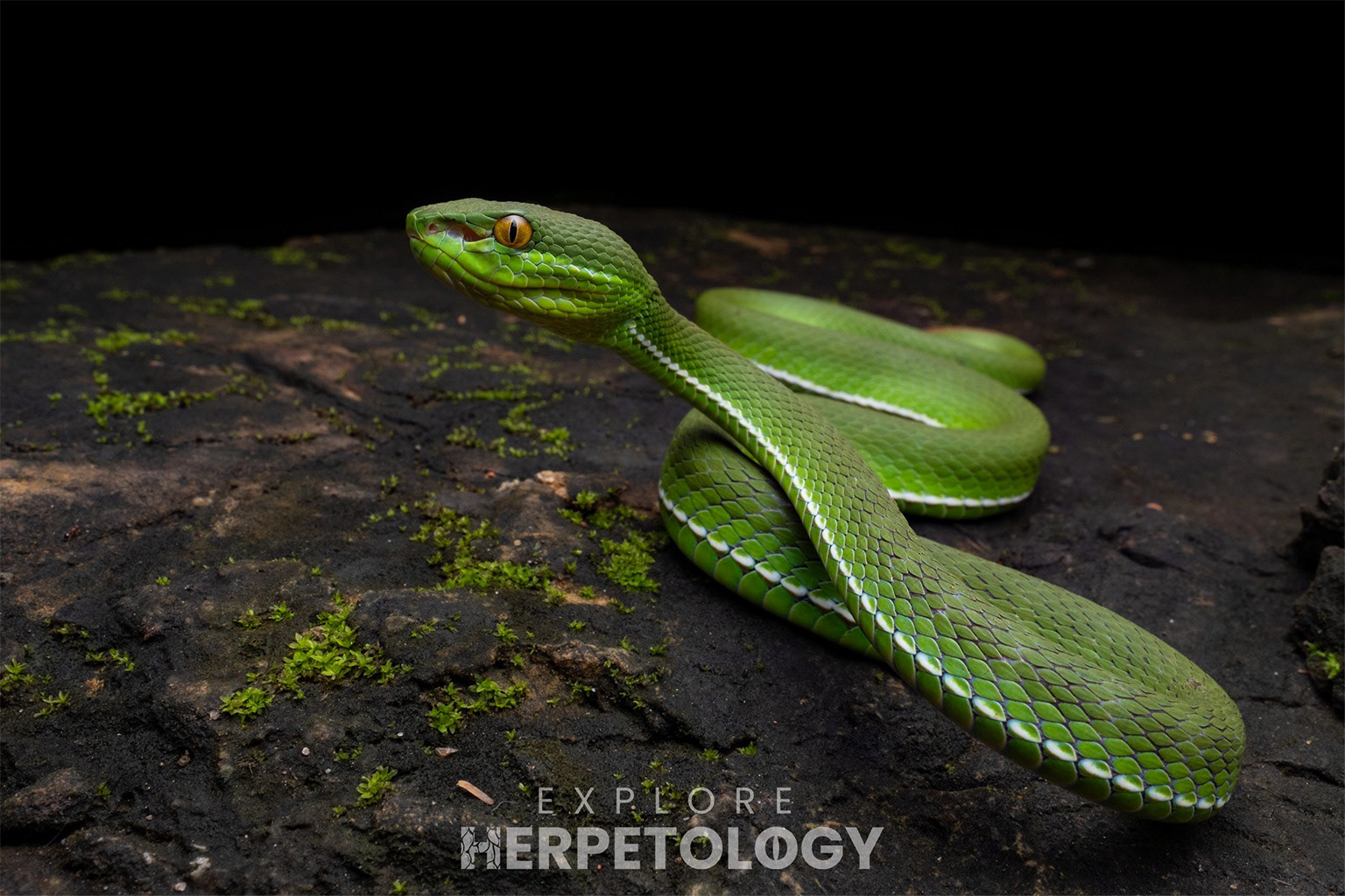 Adult male white-lipped pit viper (Trimeresurus albolabris).