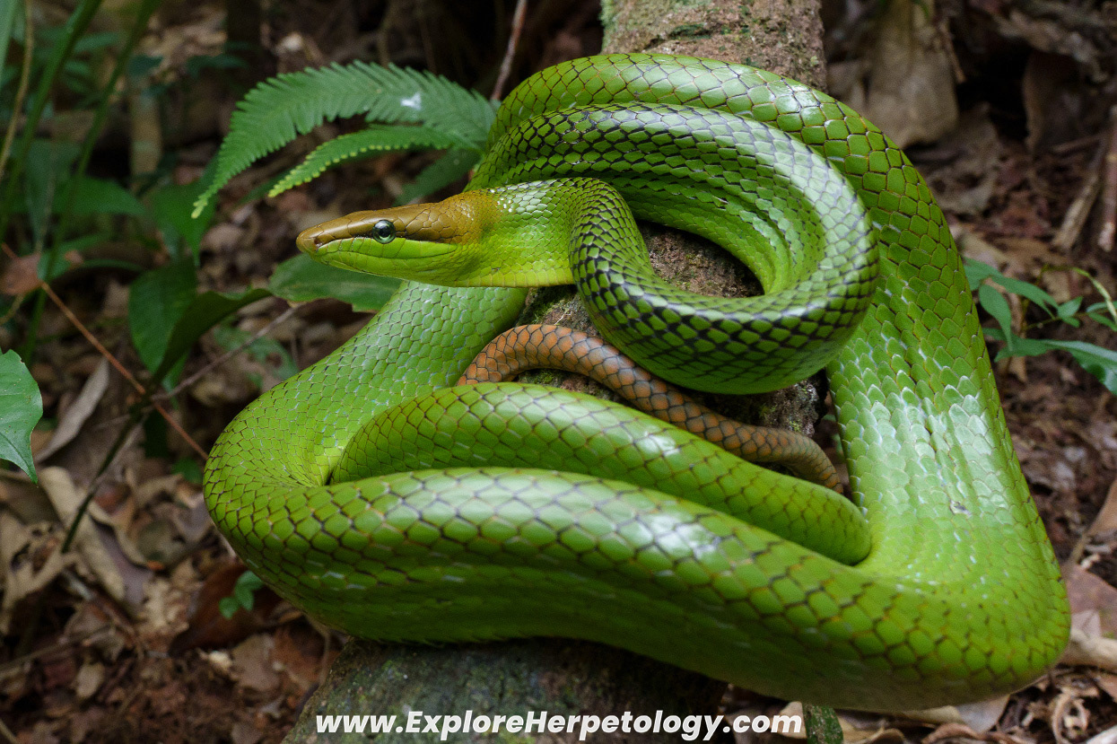 Red-tailed ratsnake (Gonyosoma oxycephalum).