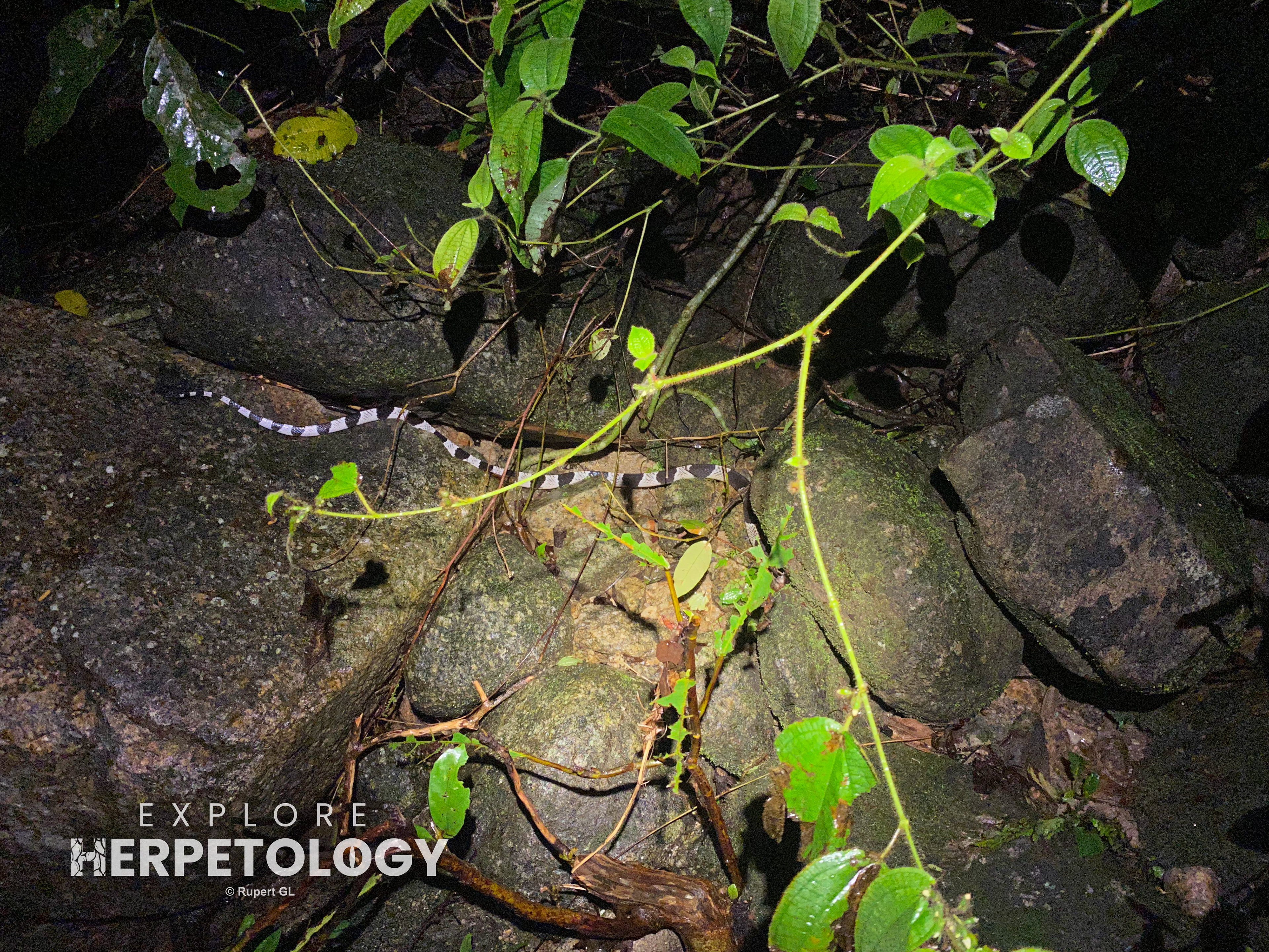 Malayan krait (Bungarus candidus agg.)