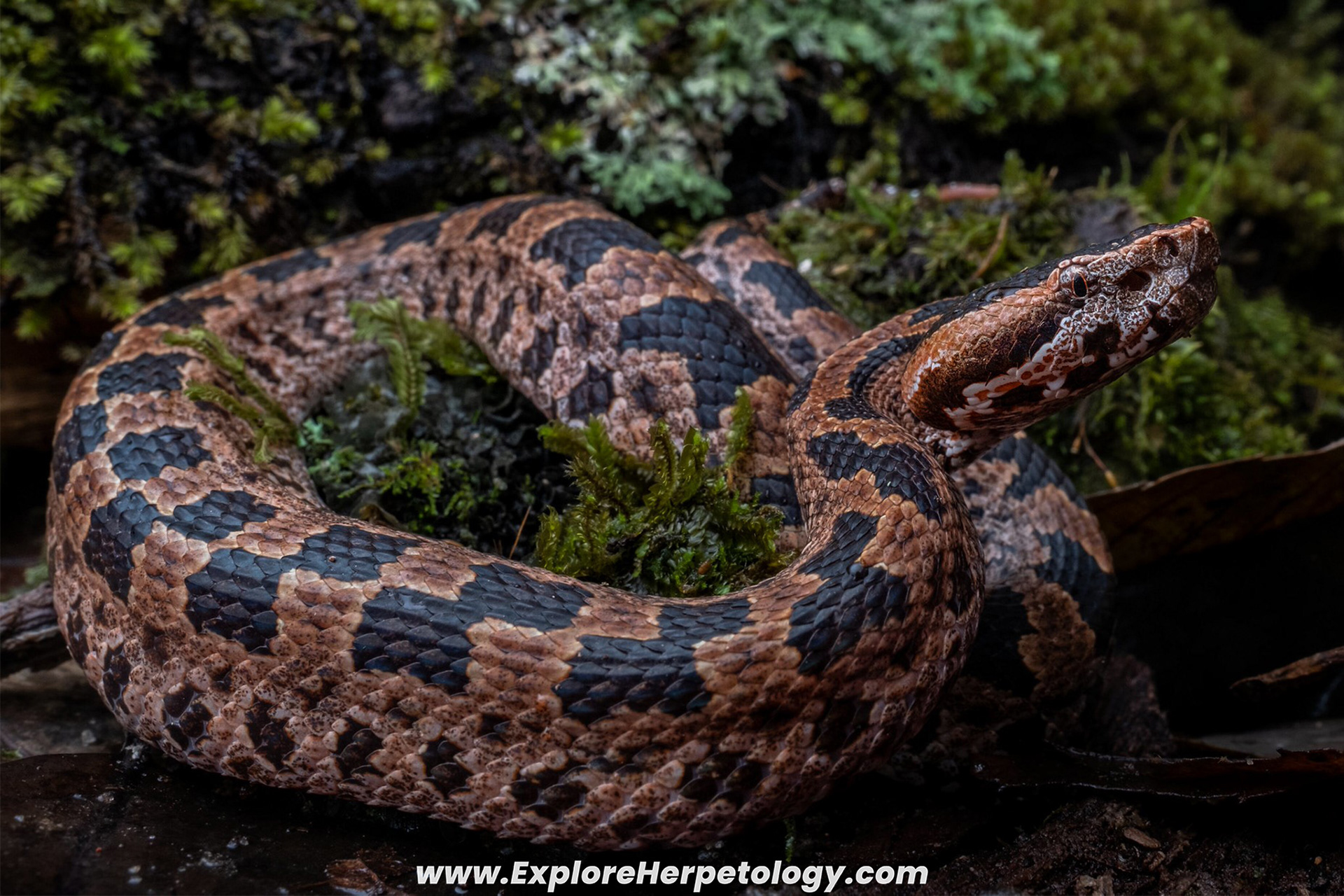Mountain pit viper (Ovophis monticola).