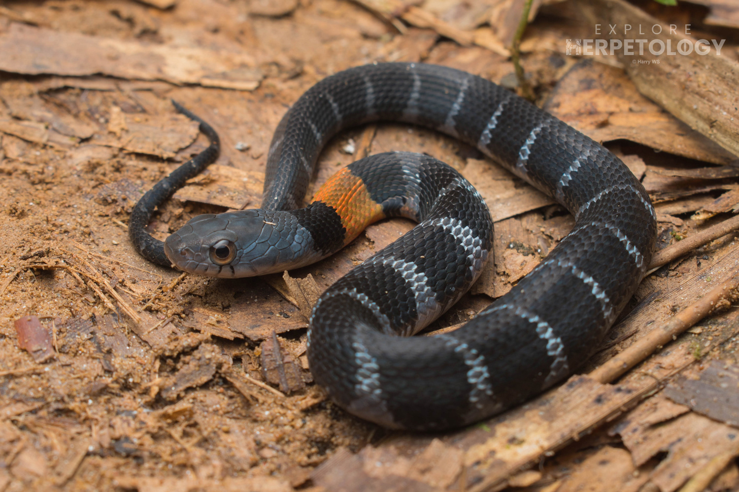Juvenile Orange-lipped keelback (Rhabdophis flaviceps)
