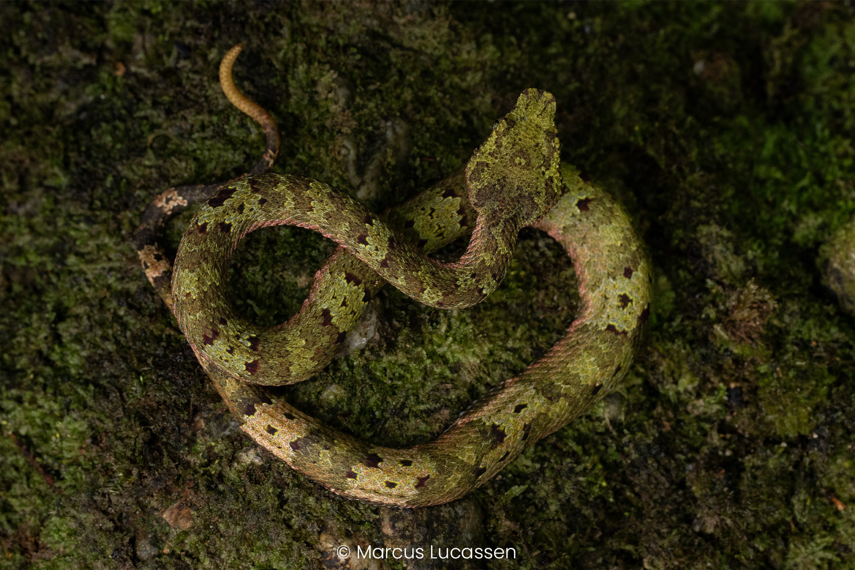 Juvenile leaf-nosed pit viper (Craspedocephalus cf. borneensis).
