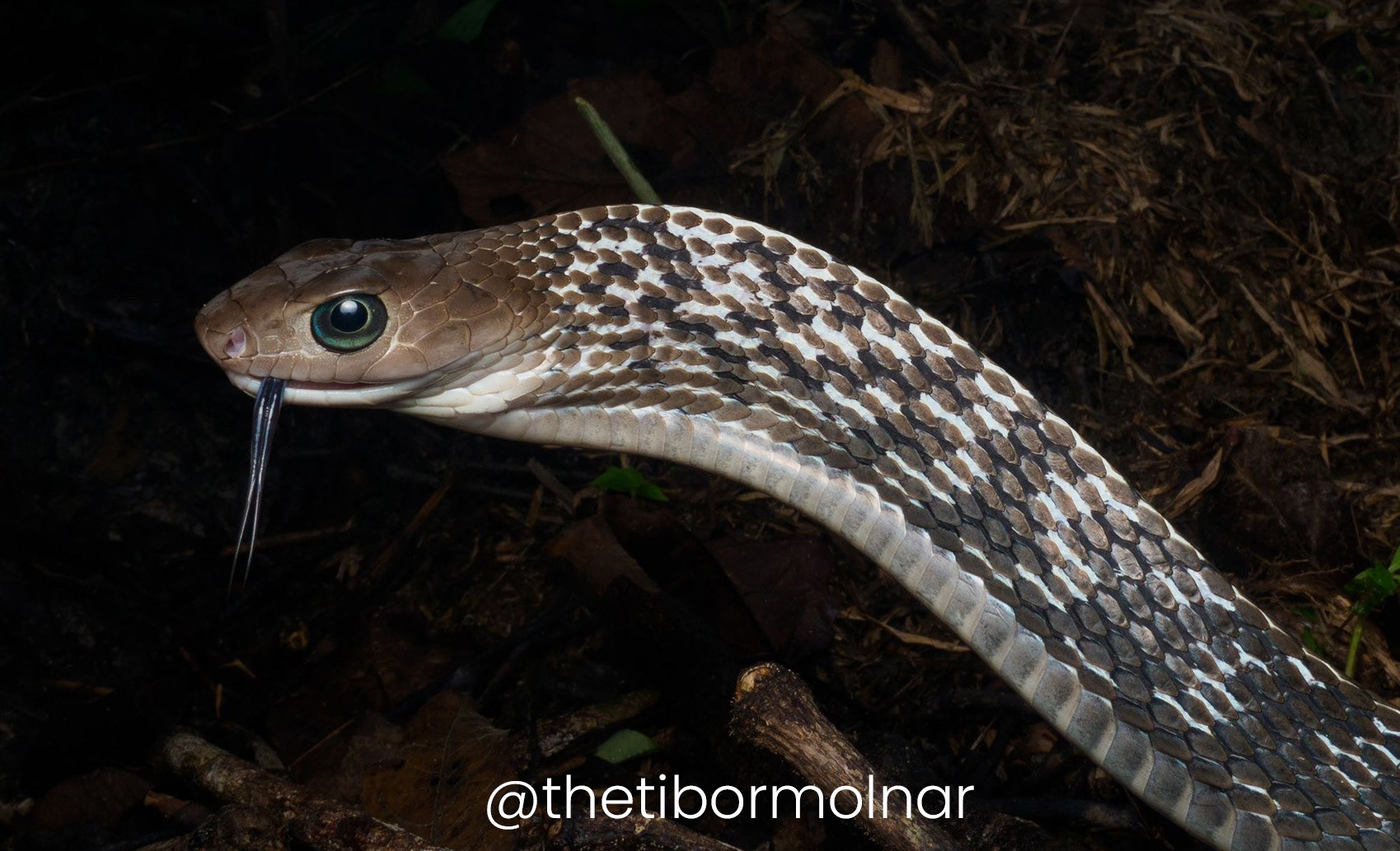 Keeled rat snake (Ptyas carinata).