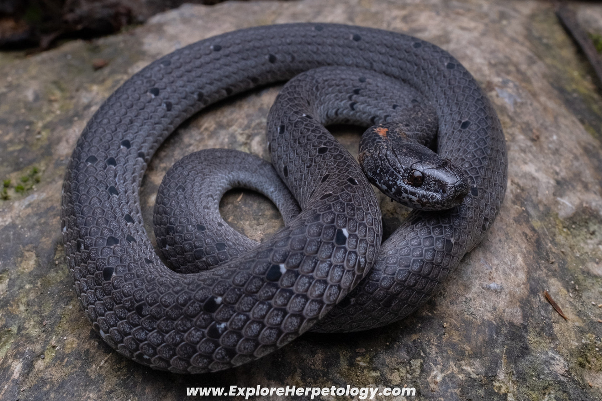 White-spotted slug snake (Pareas margaritophorus).
