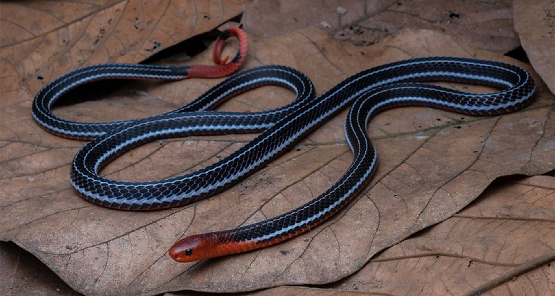 Bornean blue coral snake (Calliophis bivirgata tetrataenia)