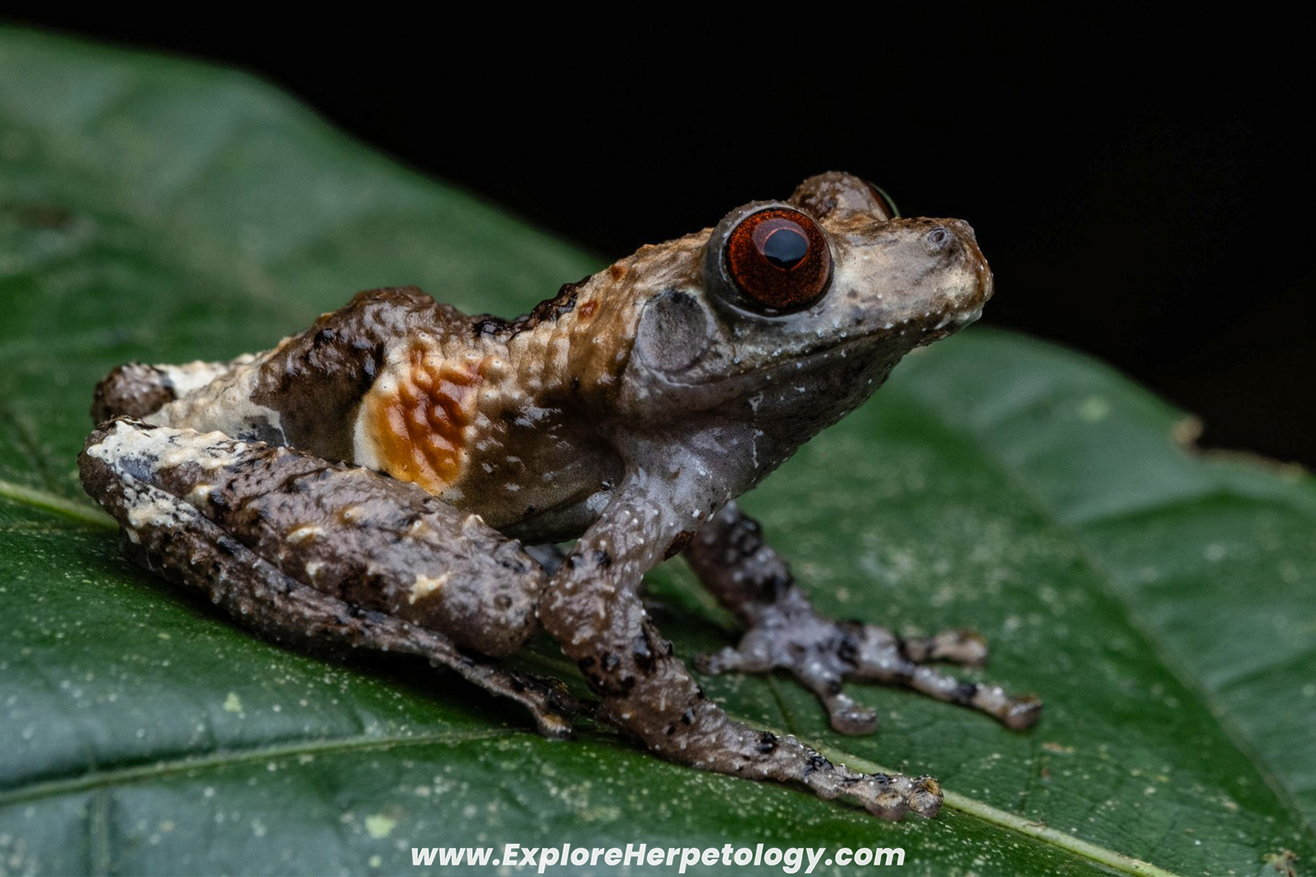 White-backed bug-eyed frog (Theloderma albopunctatum).