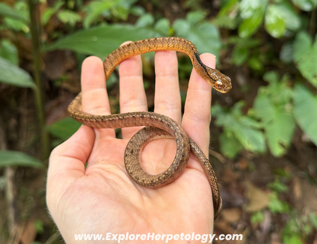 Keeled slug snake (Pareas carinatus).
