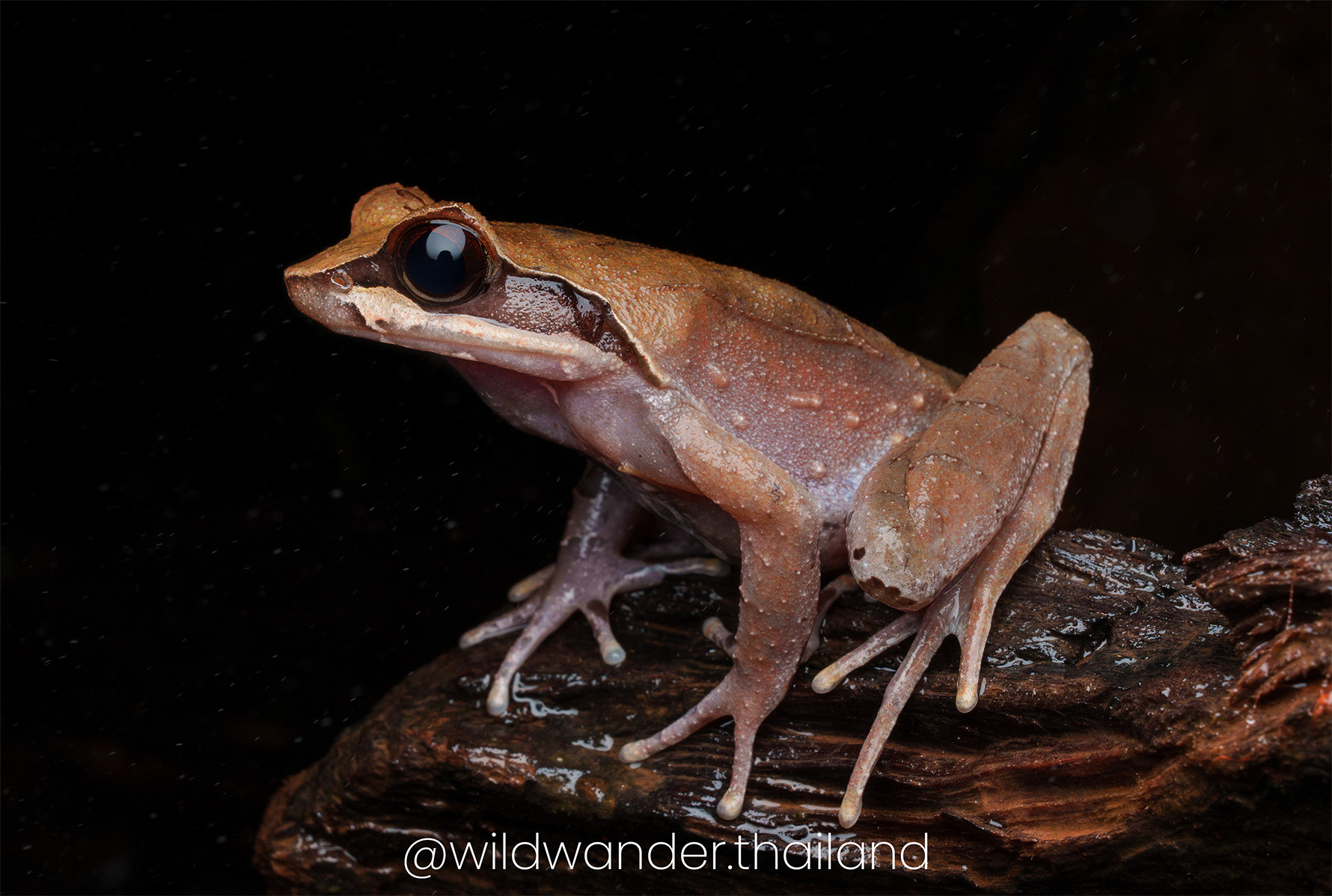Megophrys cf. major