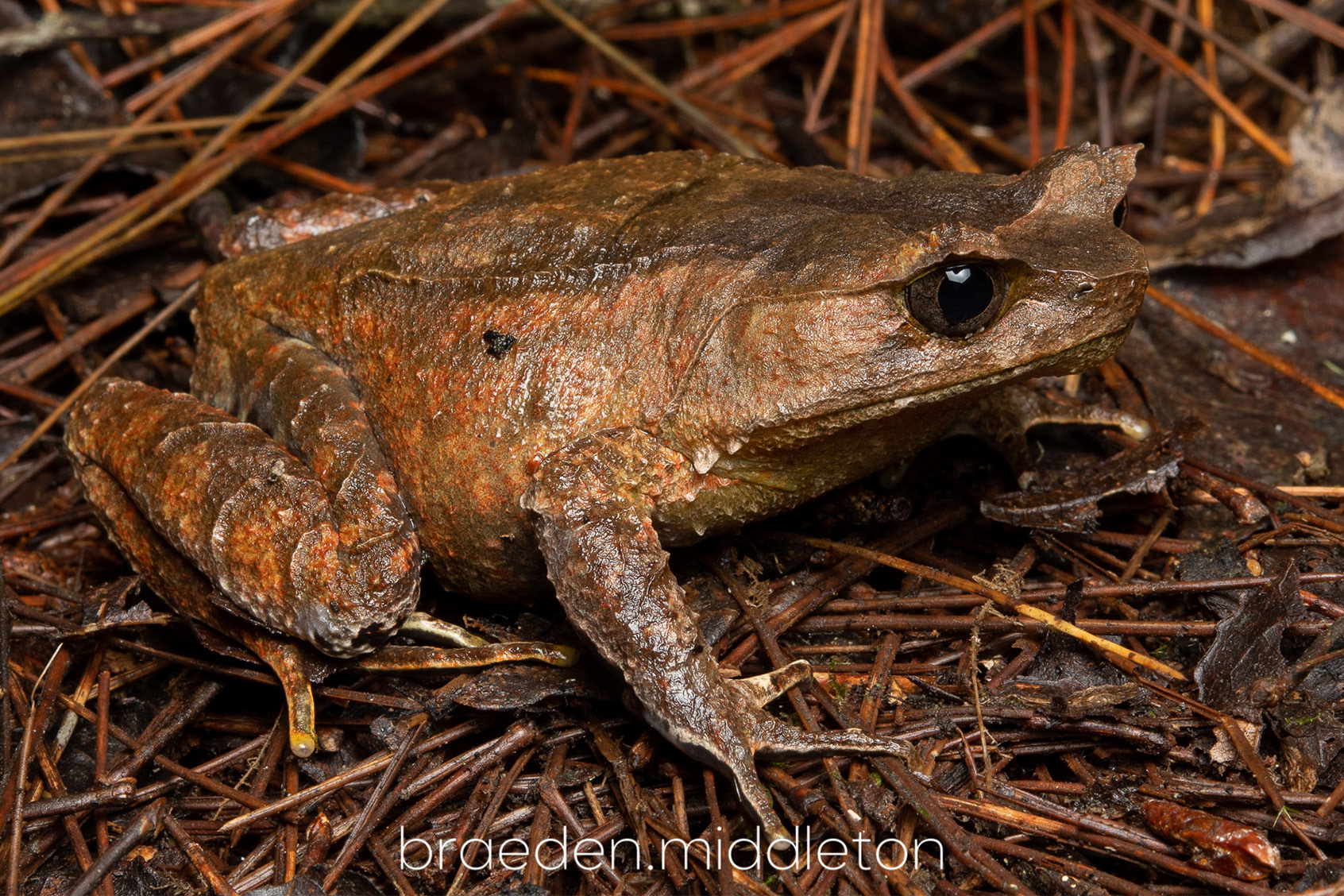 Megophrys parallela